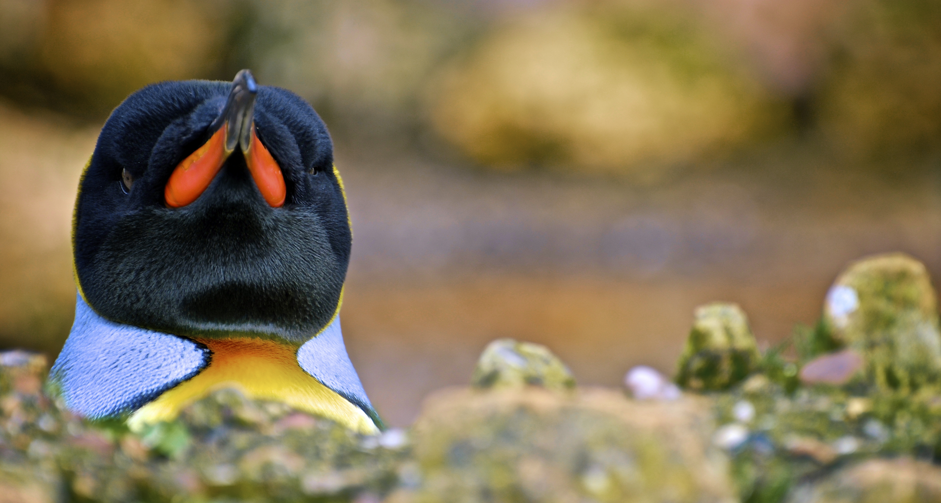 Fondo de pantalla de pinguino real