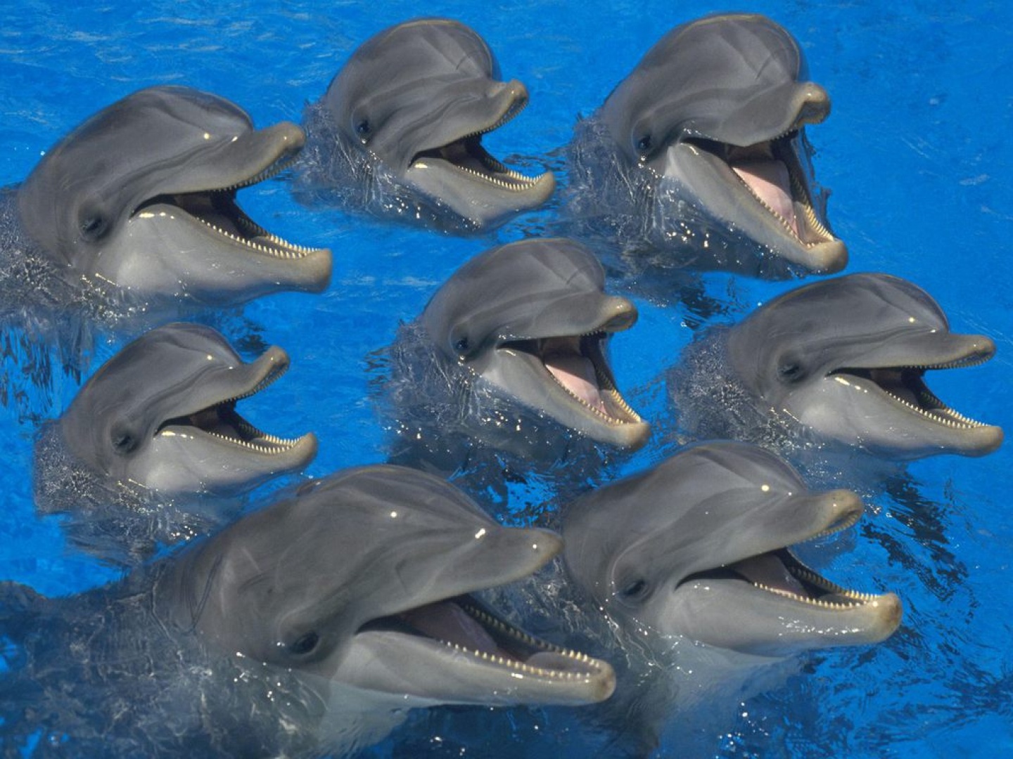 Fondo de pantalla delfines con hambre