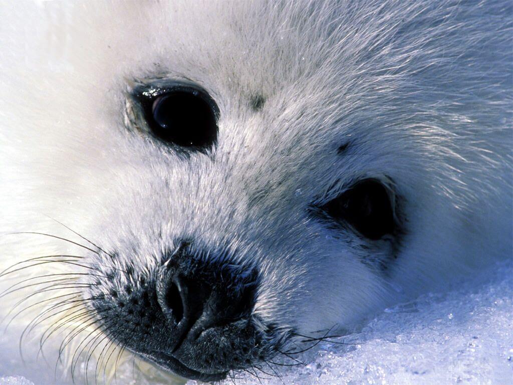 Fondo de pantalla foca bebe
