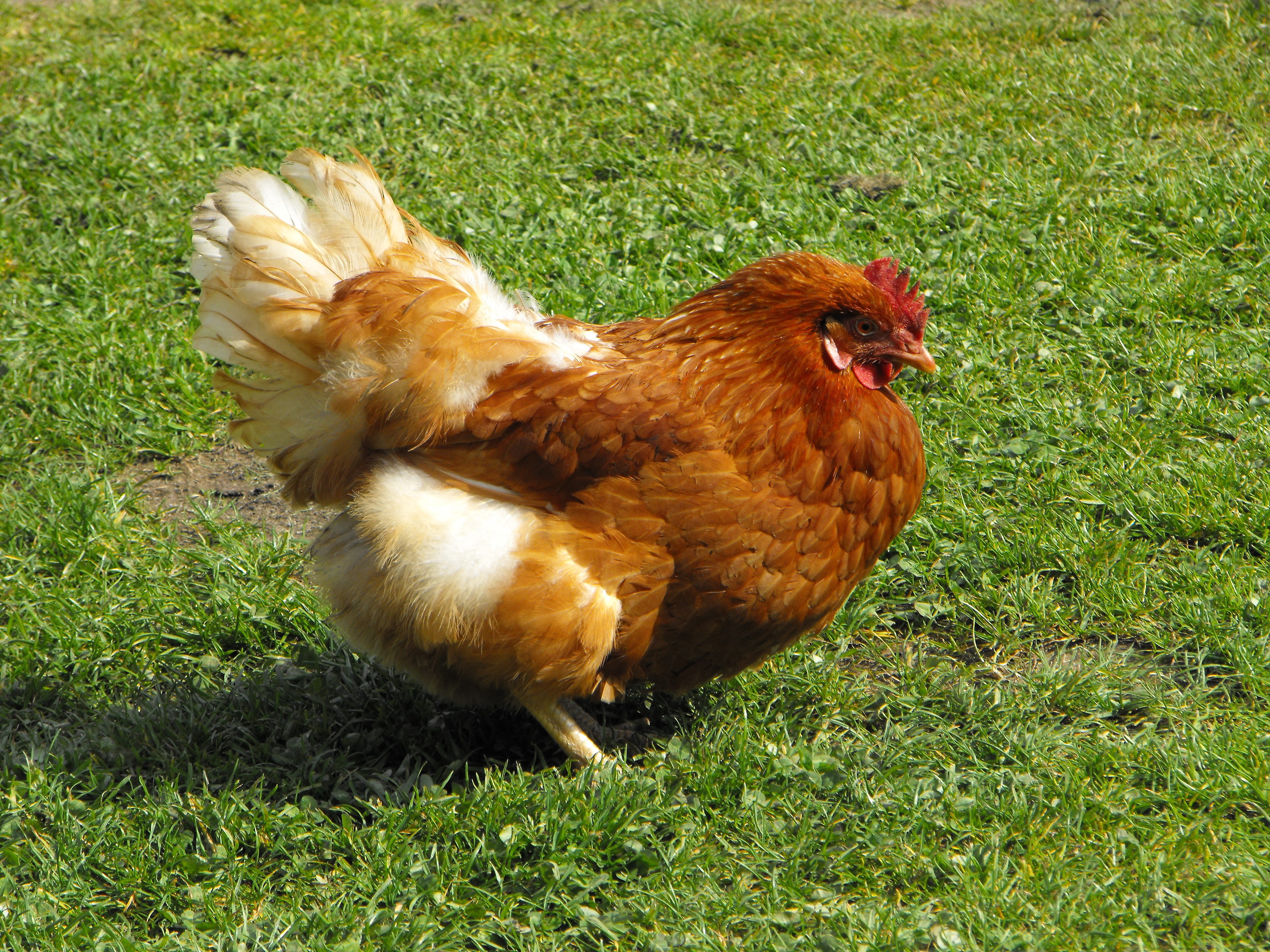 Fondo de pantalla gallina