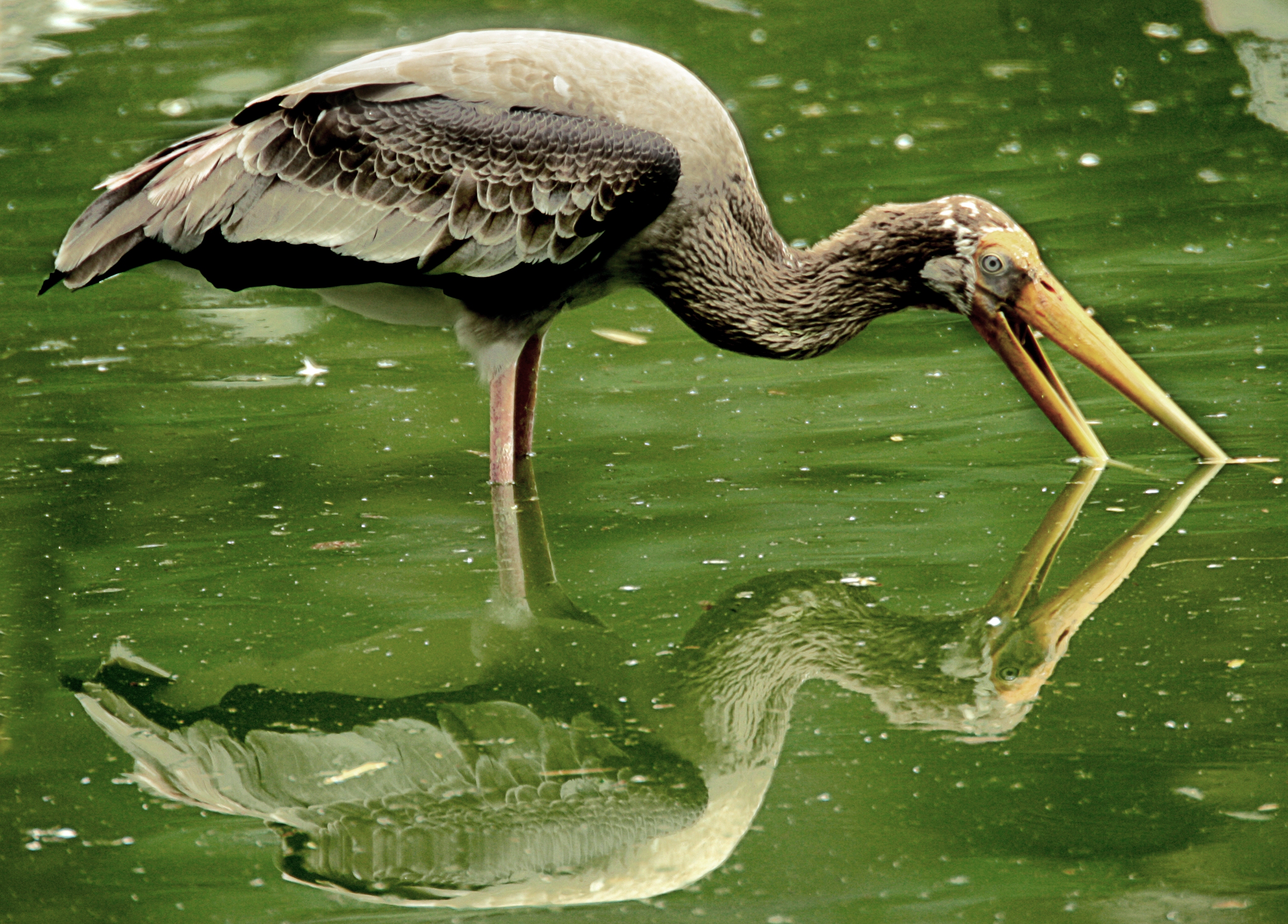 Fondo de pantalla garza