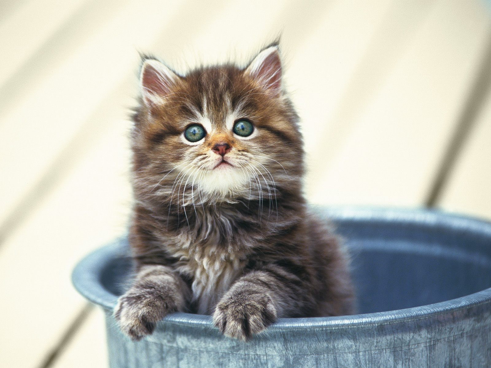 Fondo de pantalla gatito en una tina