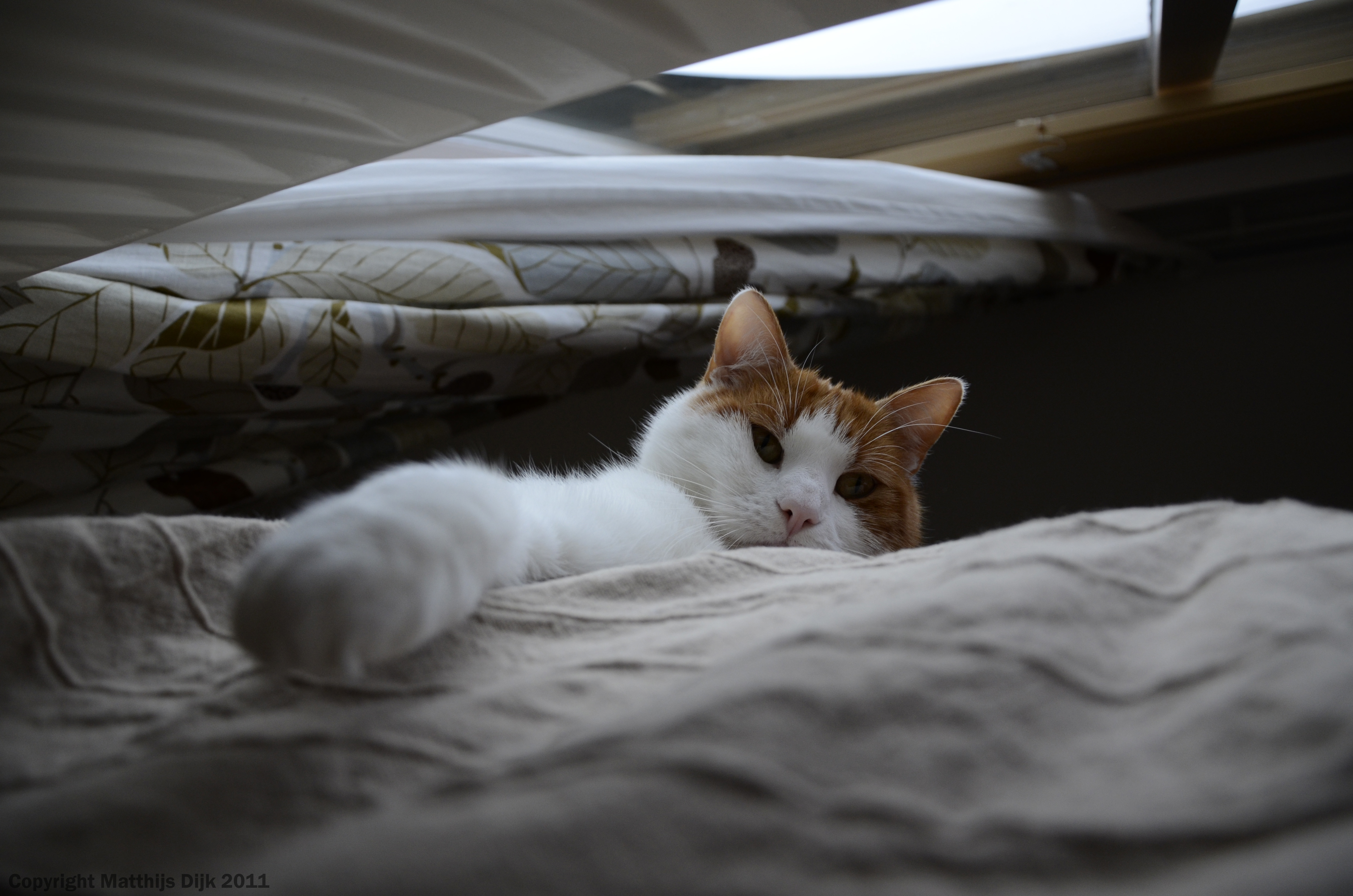 Fondo de pantalla gatito ocioso