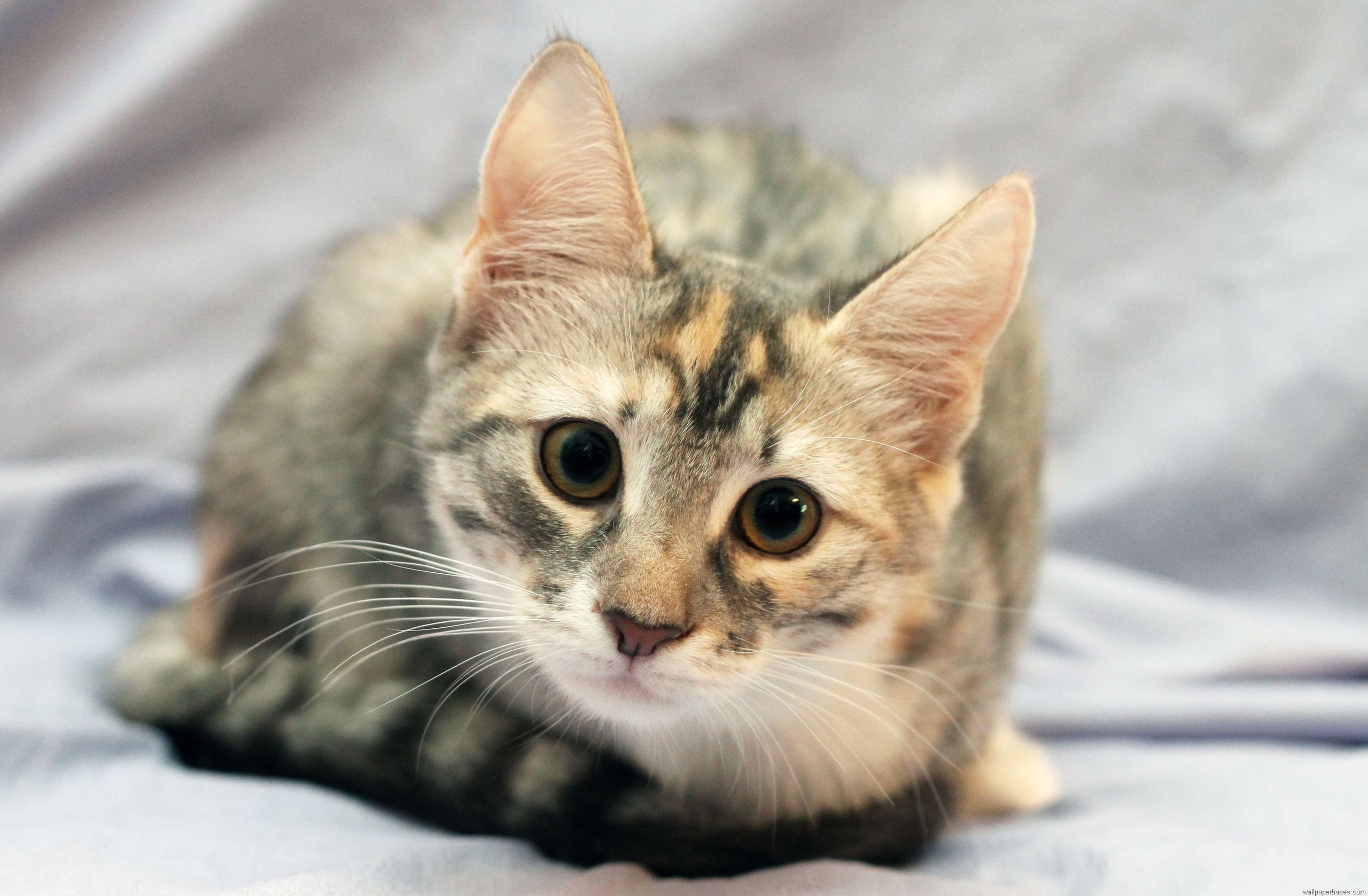 Gatito en alta calidad 4K para fondos de pantalla