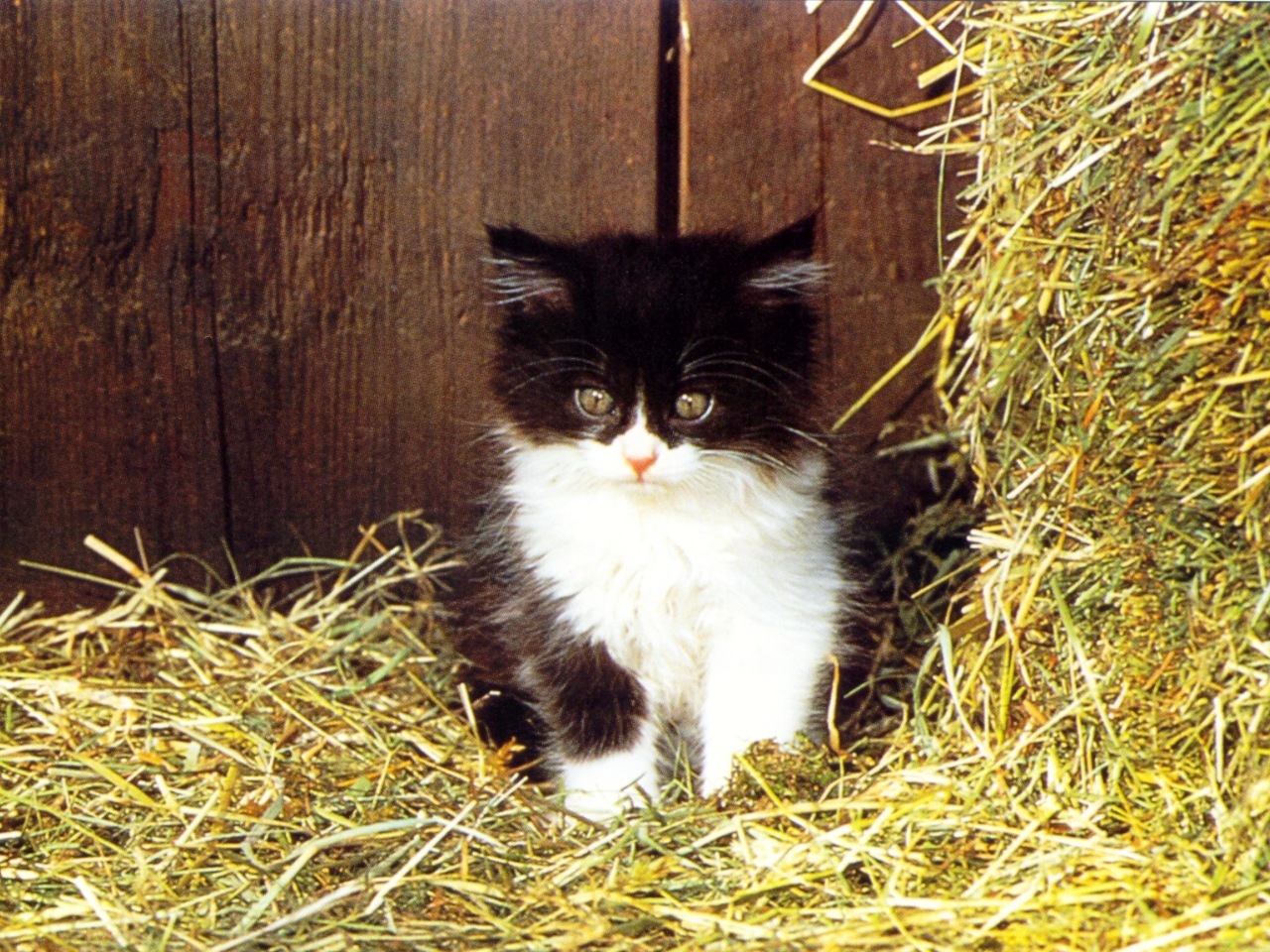 Fondo de pantalla gato bebe