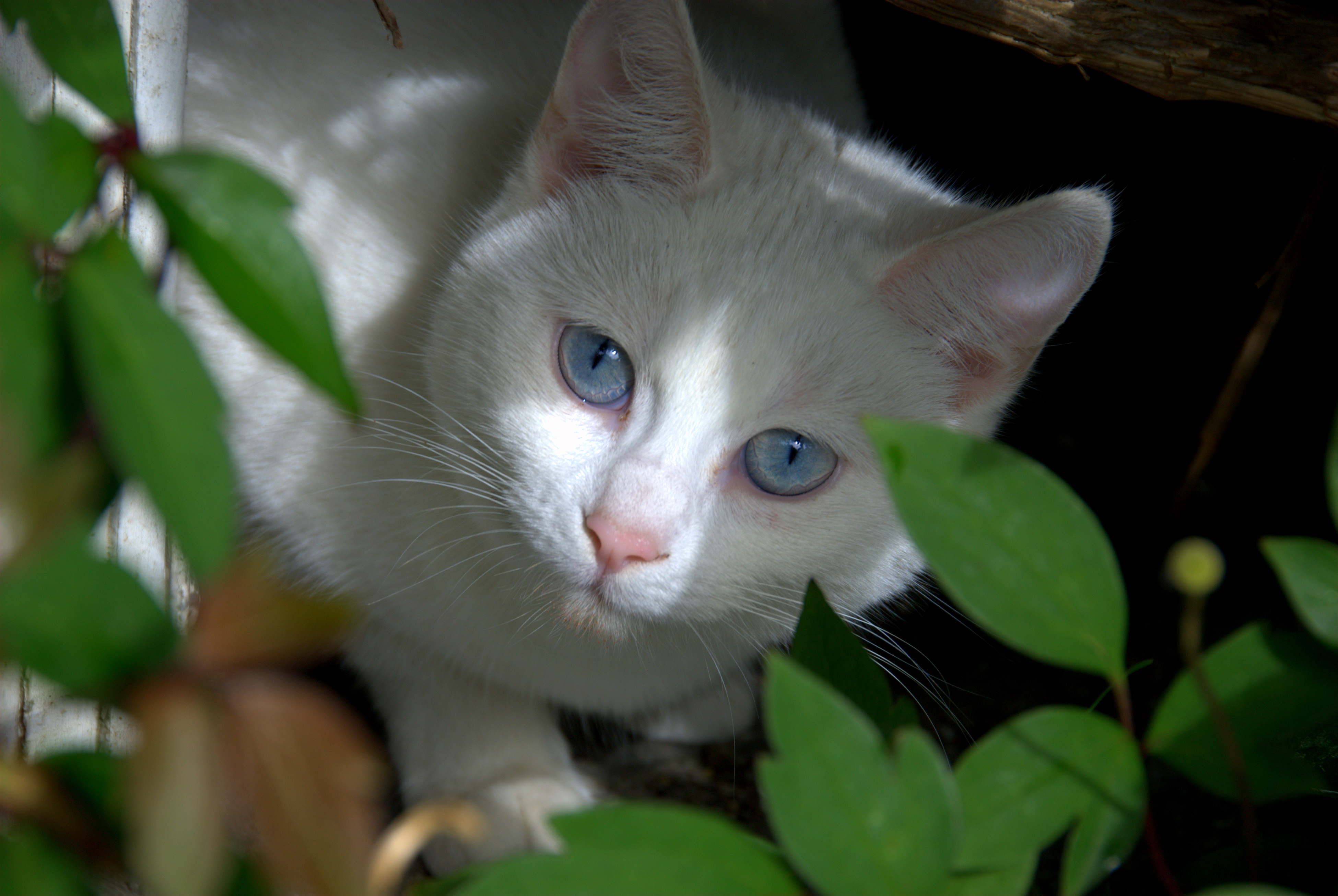 Gatito con mirada intensa: wallpaper 4K de alta calidad