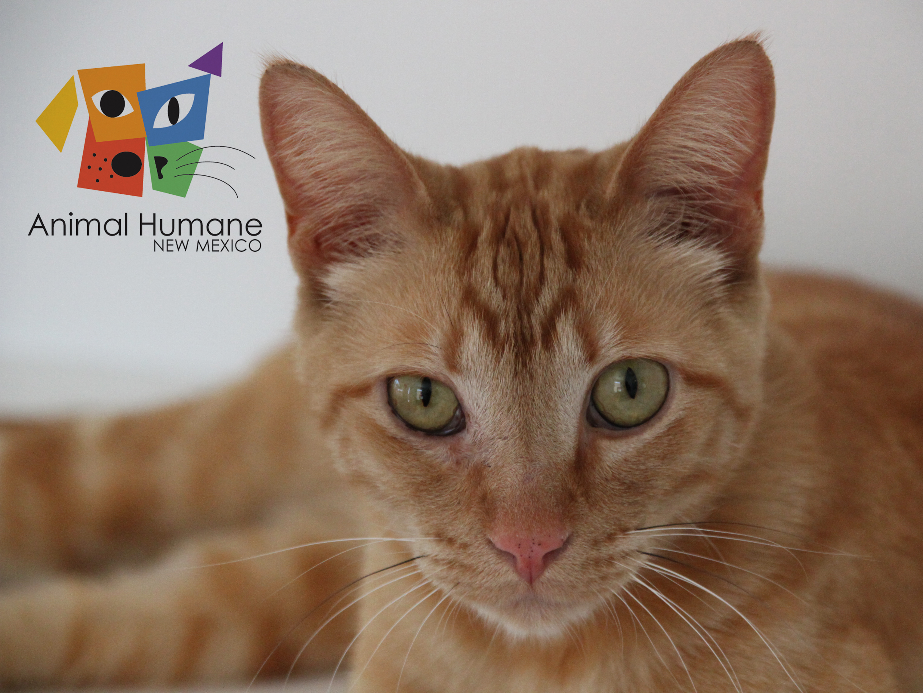 Fondo de pantalla gato cafe