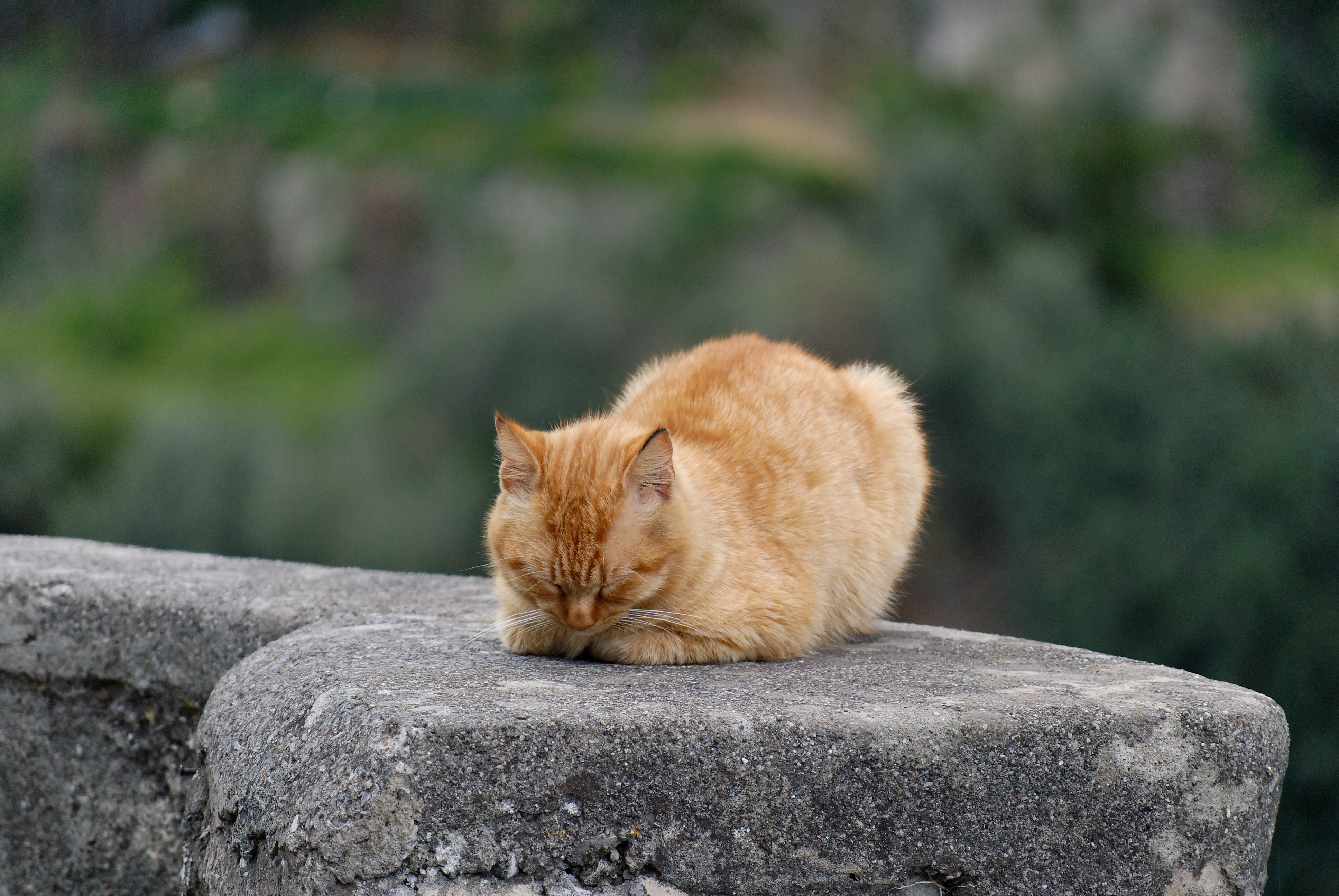 Fondo de pantalla gato cafe dormido