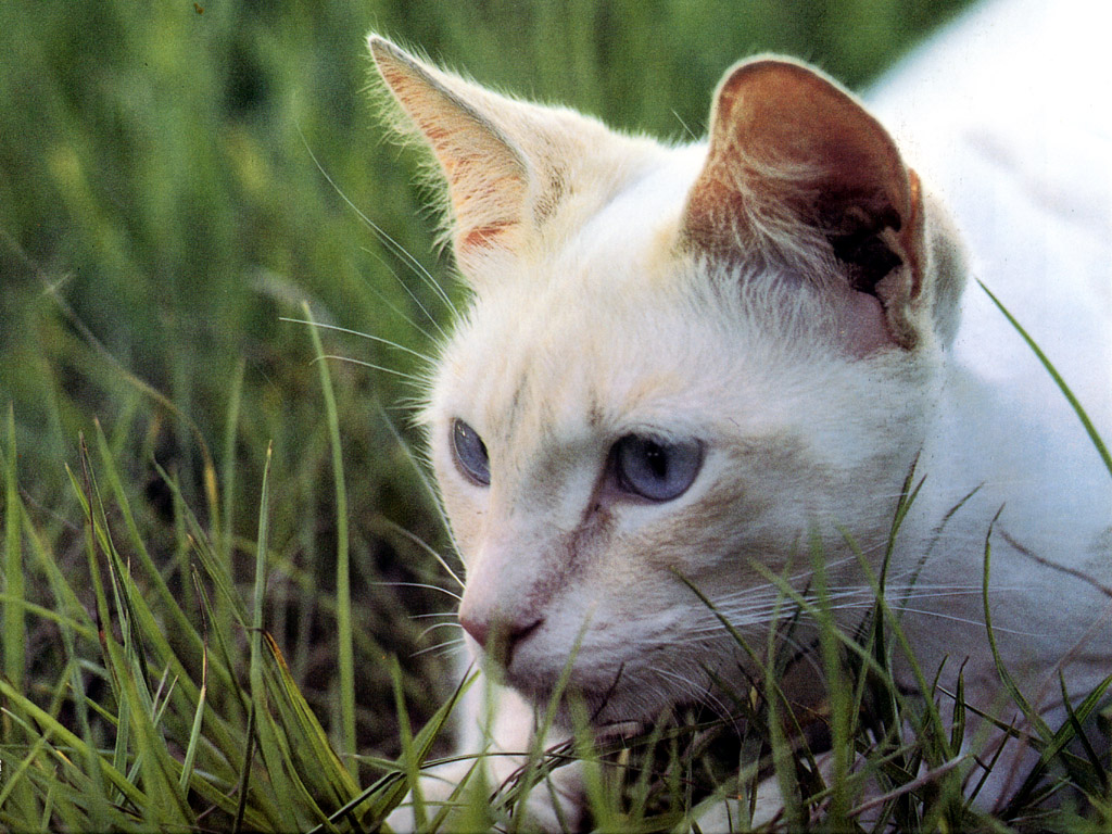 Fondo de pantalla gato cazando
