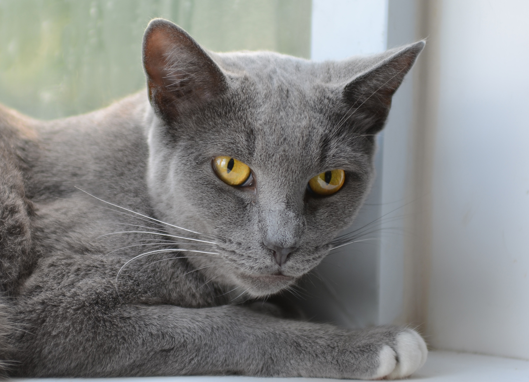 Fondo de pantalla gato ceniza