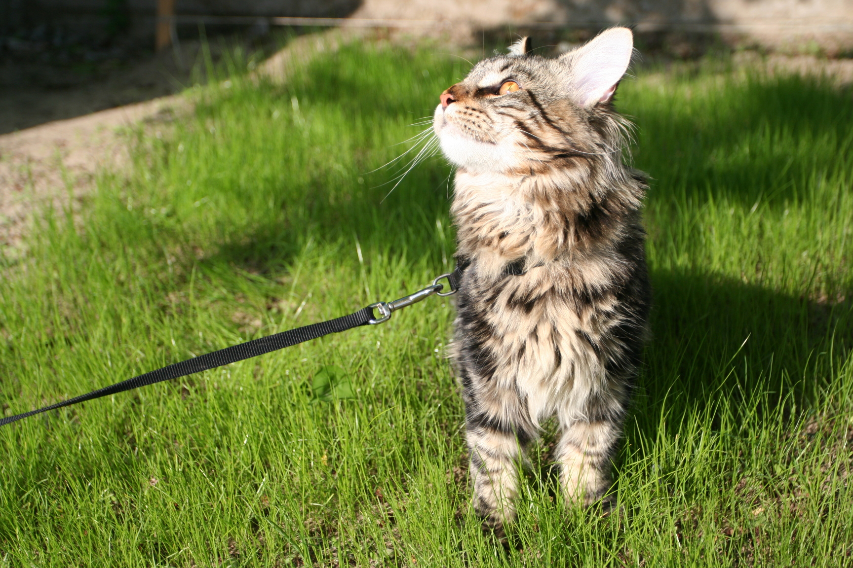 Gato en alta calidad: fondo de pantalla 4K naturaleza.