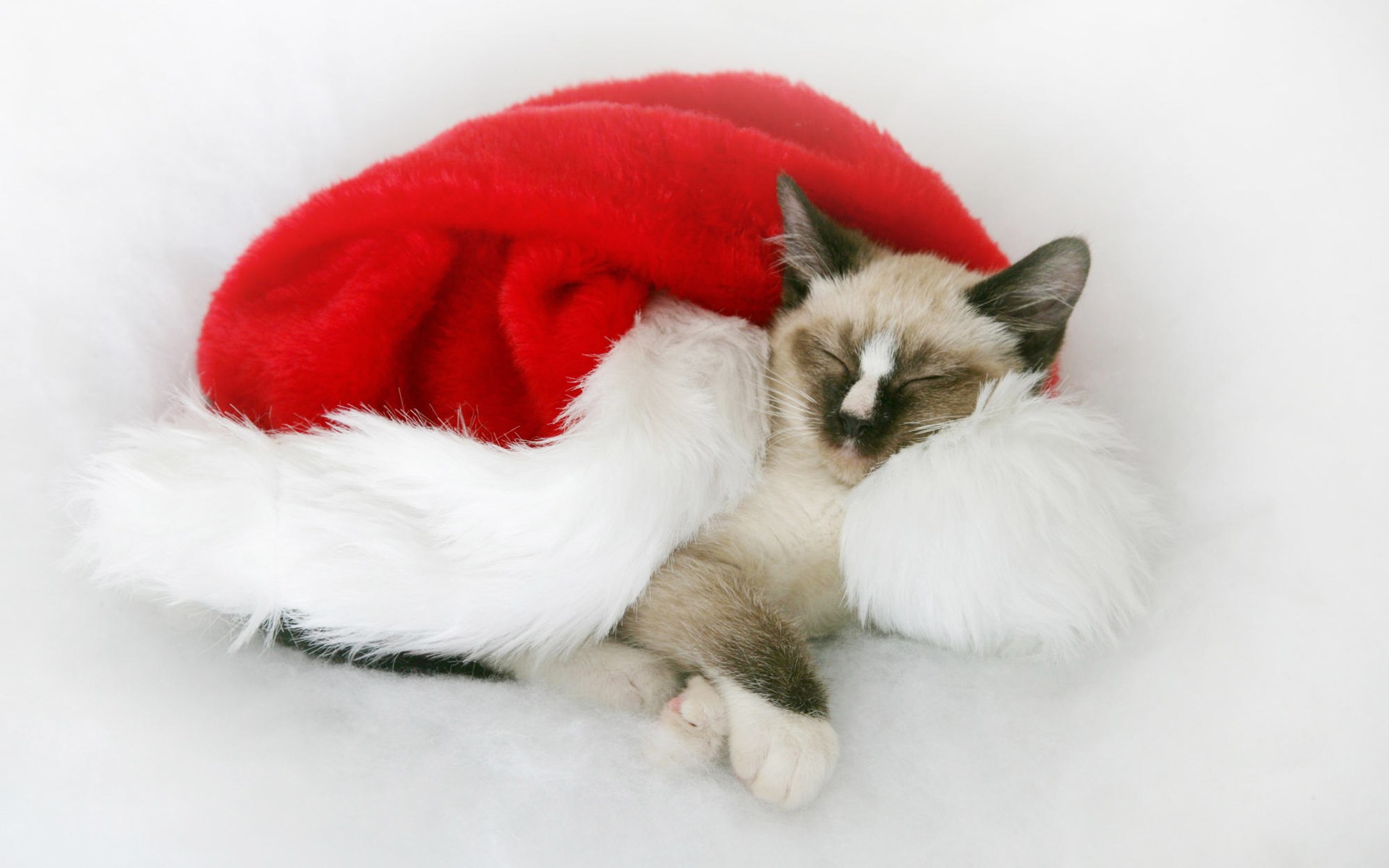 Gatito navideño durmiendo - Wallpaper 4K de alta calidad