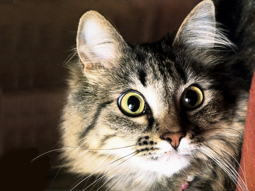 Fondo de pantalla gato con hambre