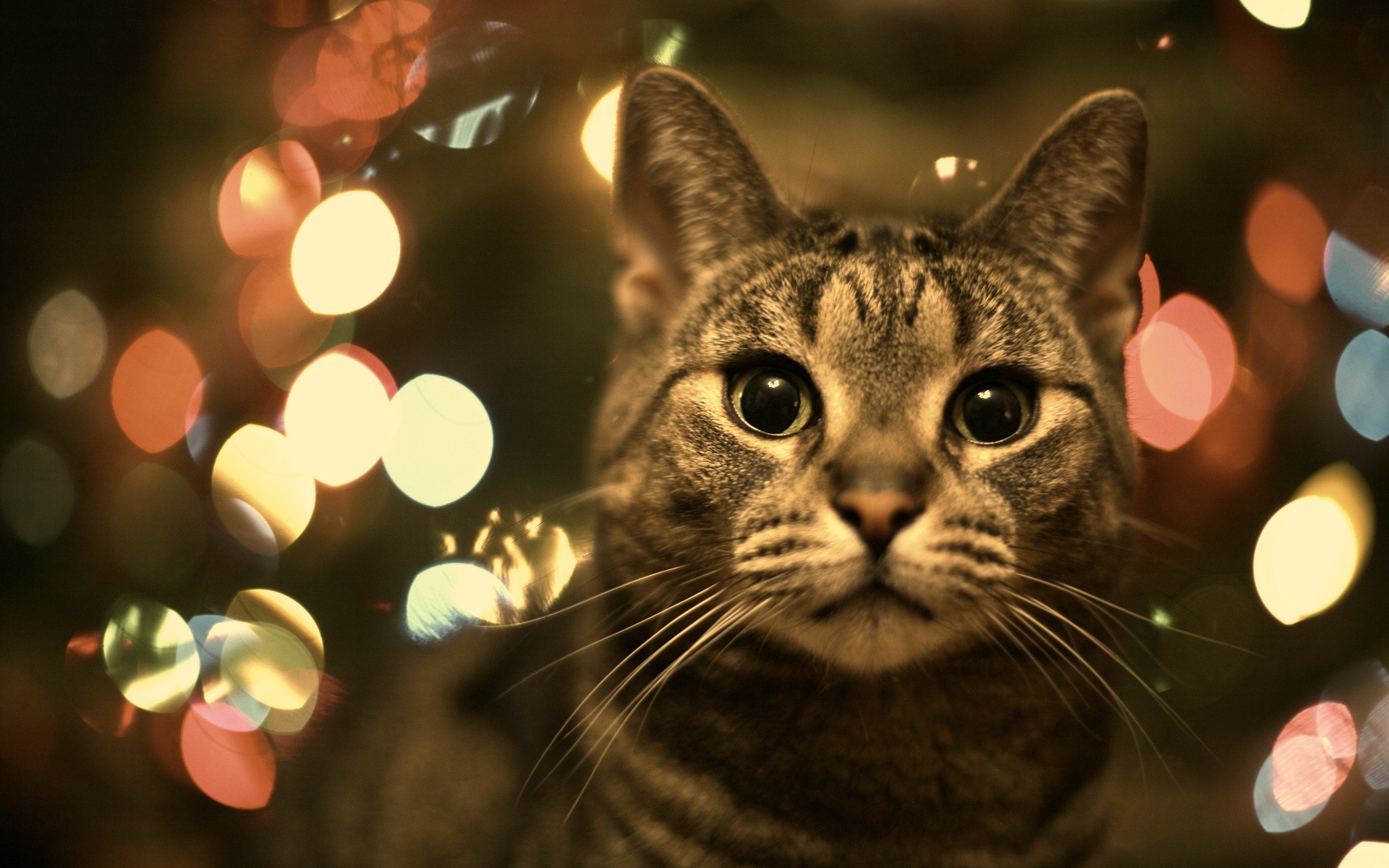 Gato con luces festivas: fondo de pantalla 4K HD