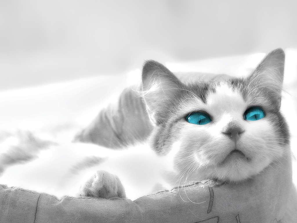 Fondo de pantalla gato con ojos celestes