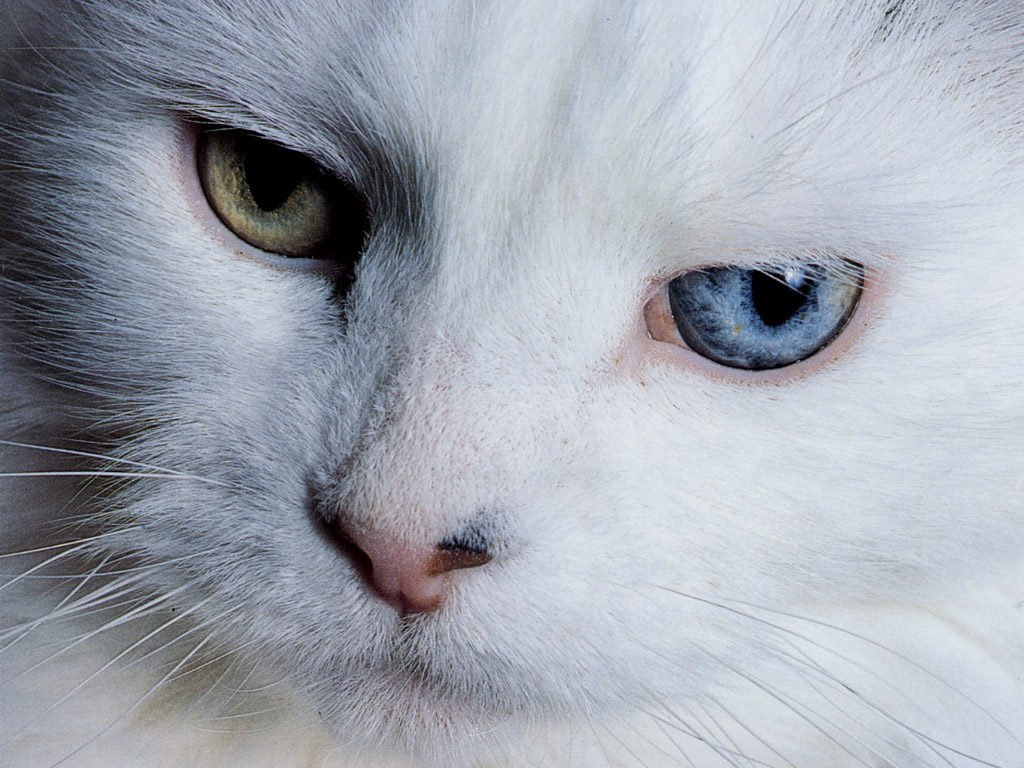 Gato con heterocromía: fondo de pantalla 4K alta calidad.