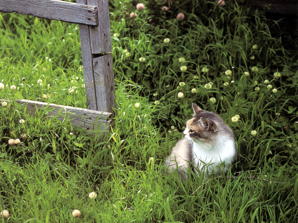 Gato en jardín verde: Wallpaper natural en 4K alta calidad