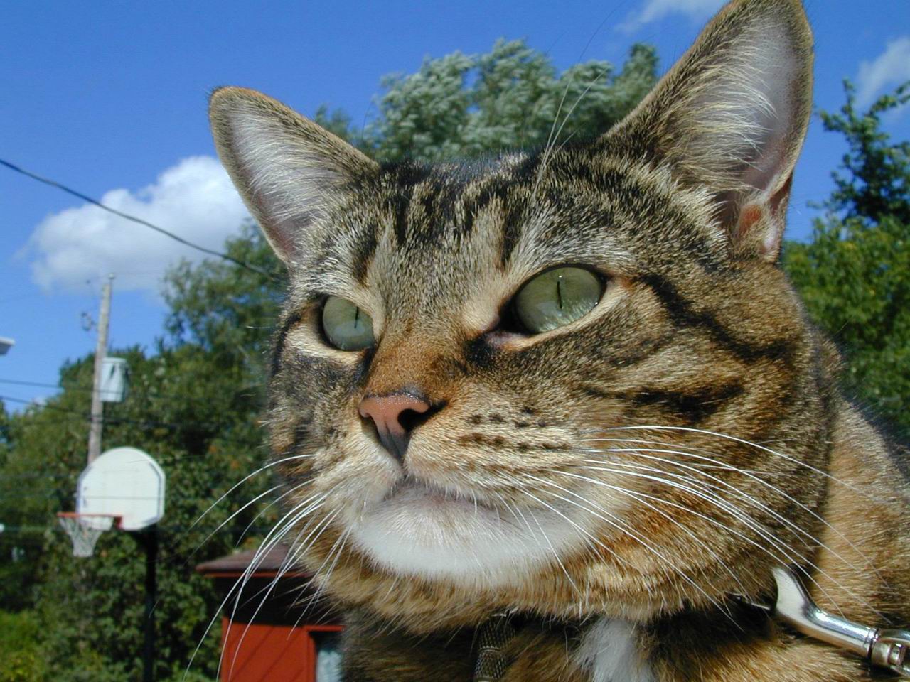 Fondo de pantalla gato de ojos verdes