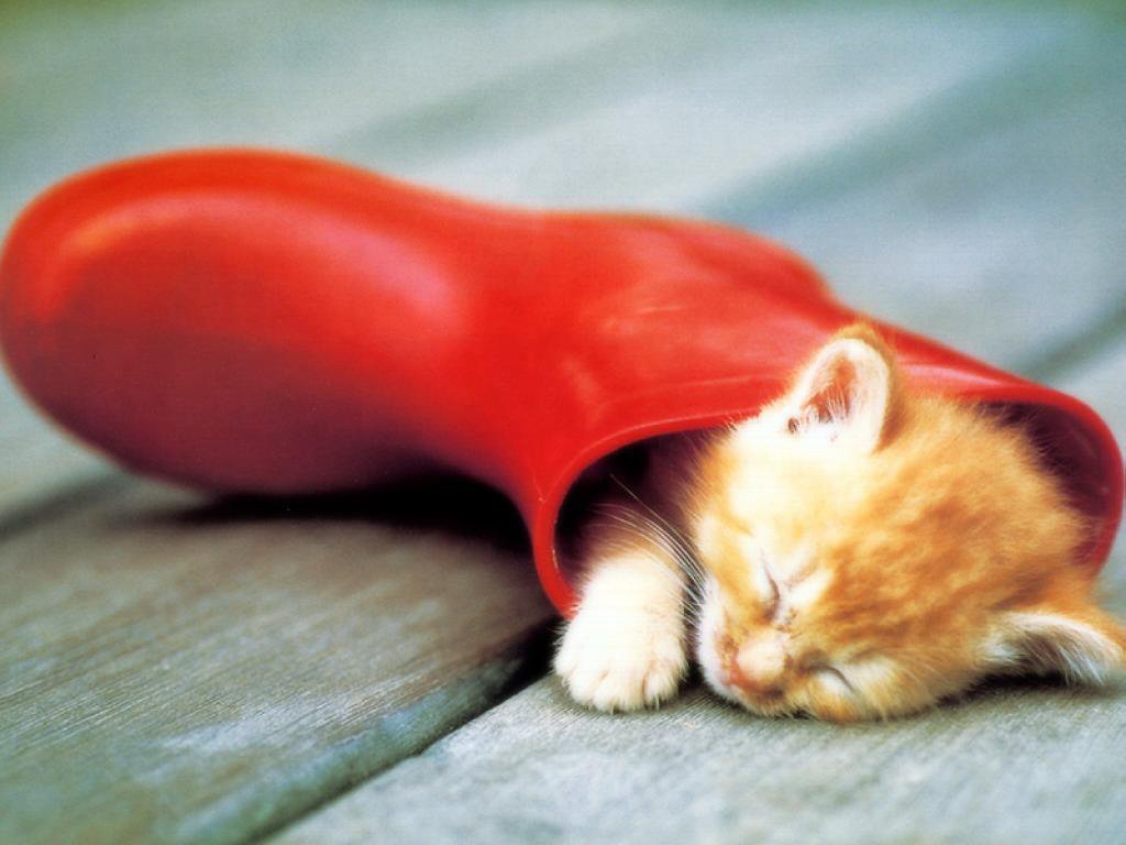 Fondo de pantalla gato dormido en una bota