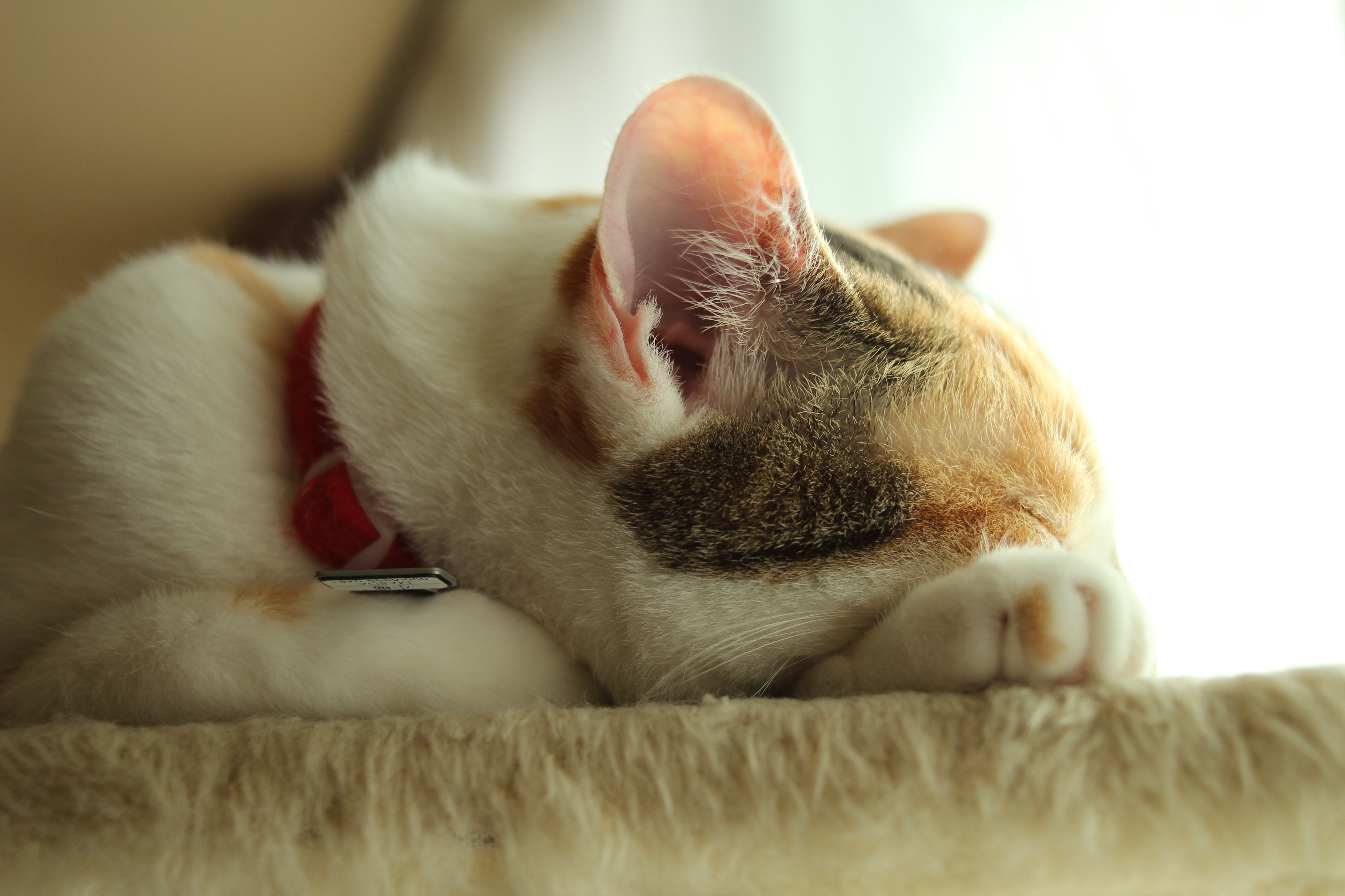 Fondo de pantalla gato durmiendo