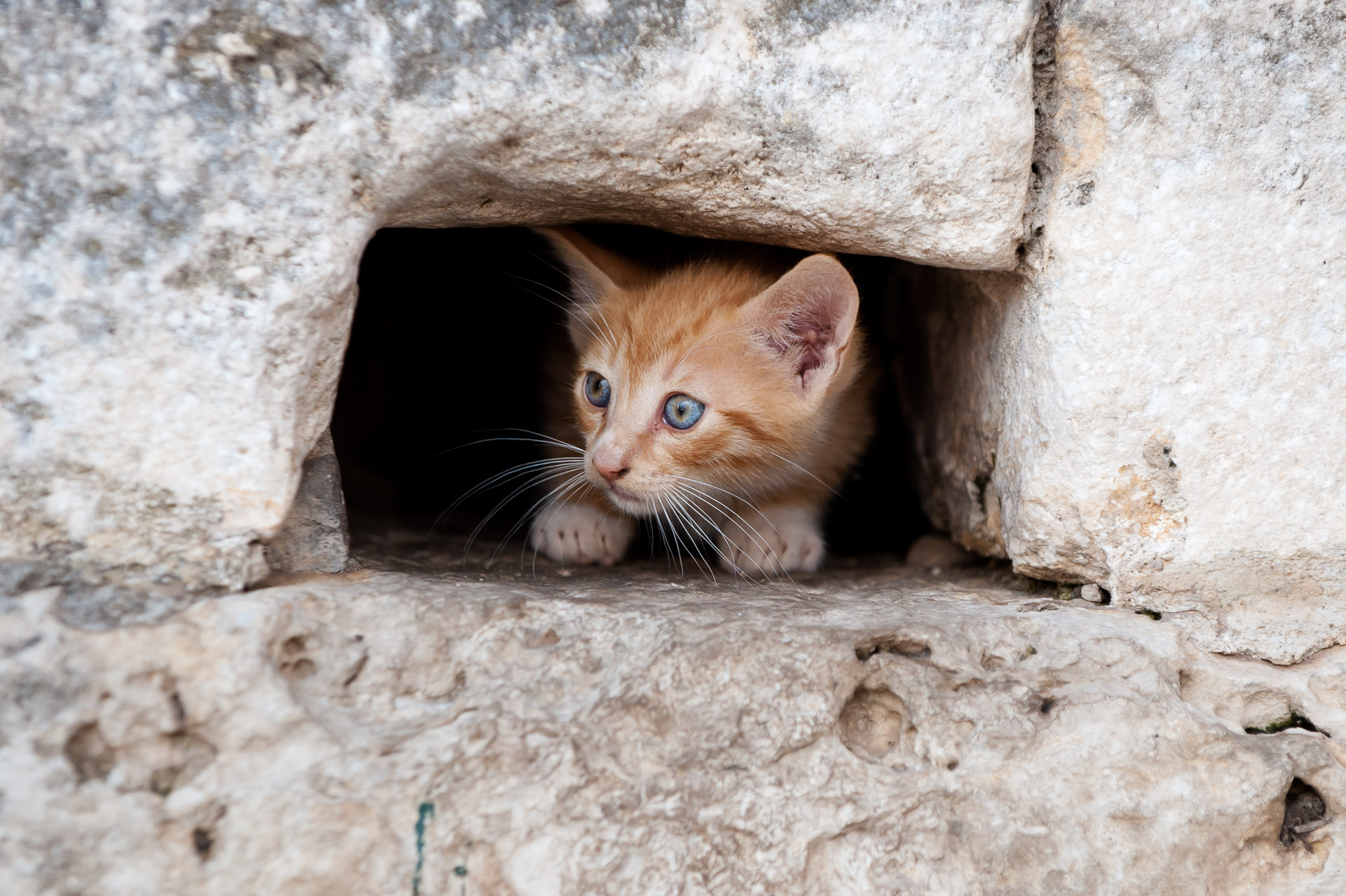 Gatito curioso en alta calidad 4K para fondo de pantalla