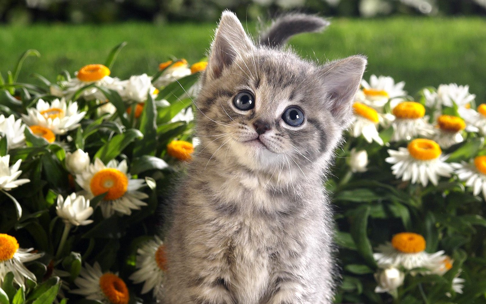 Gatito adorable entre flores - Wallpaper 4K alta calidad