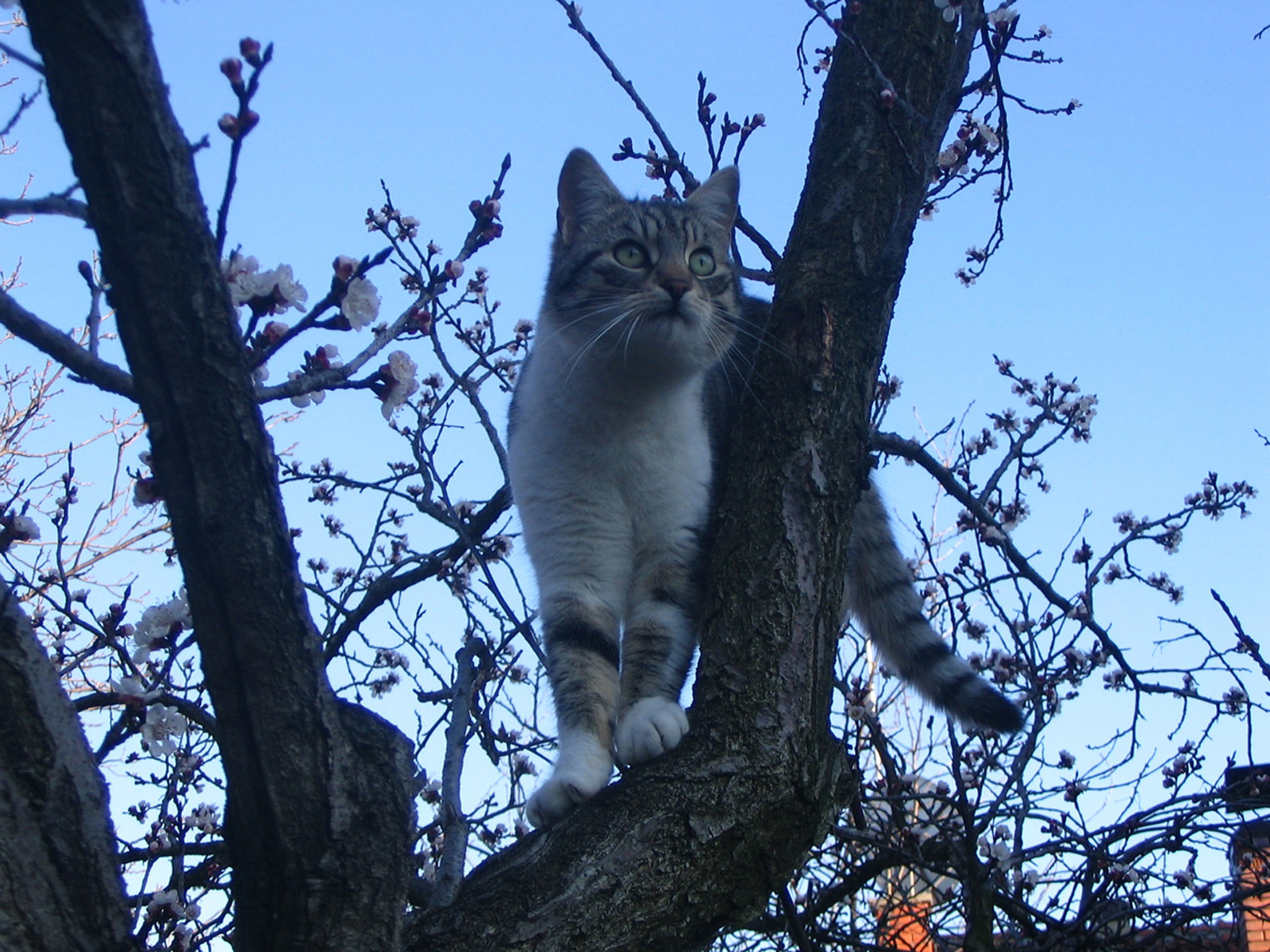 Fondo de pantalla gato en un arbol