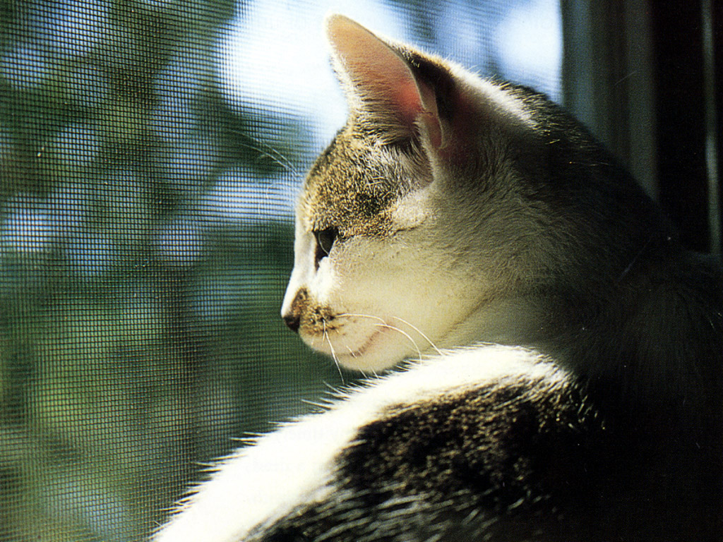 Fondo de pantalla gato esperando