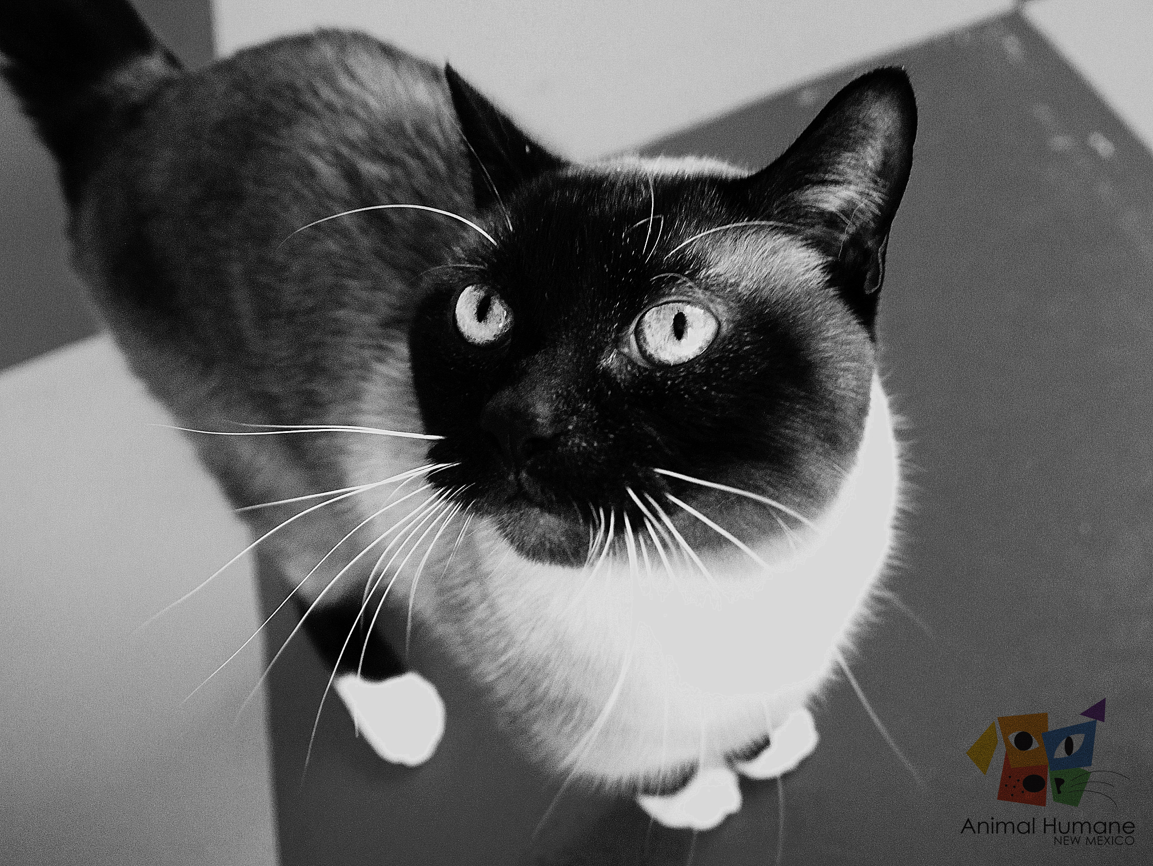 Gato en alta calidad para fondo de pantalla 4K.