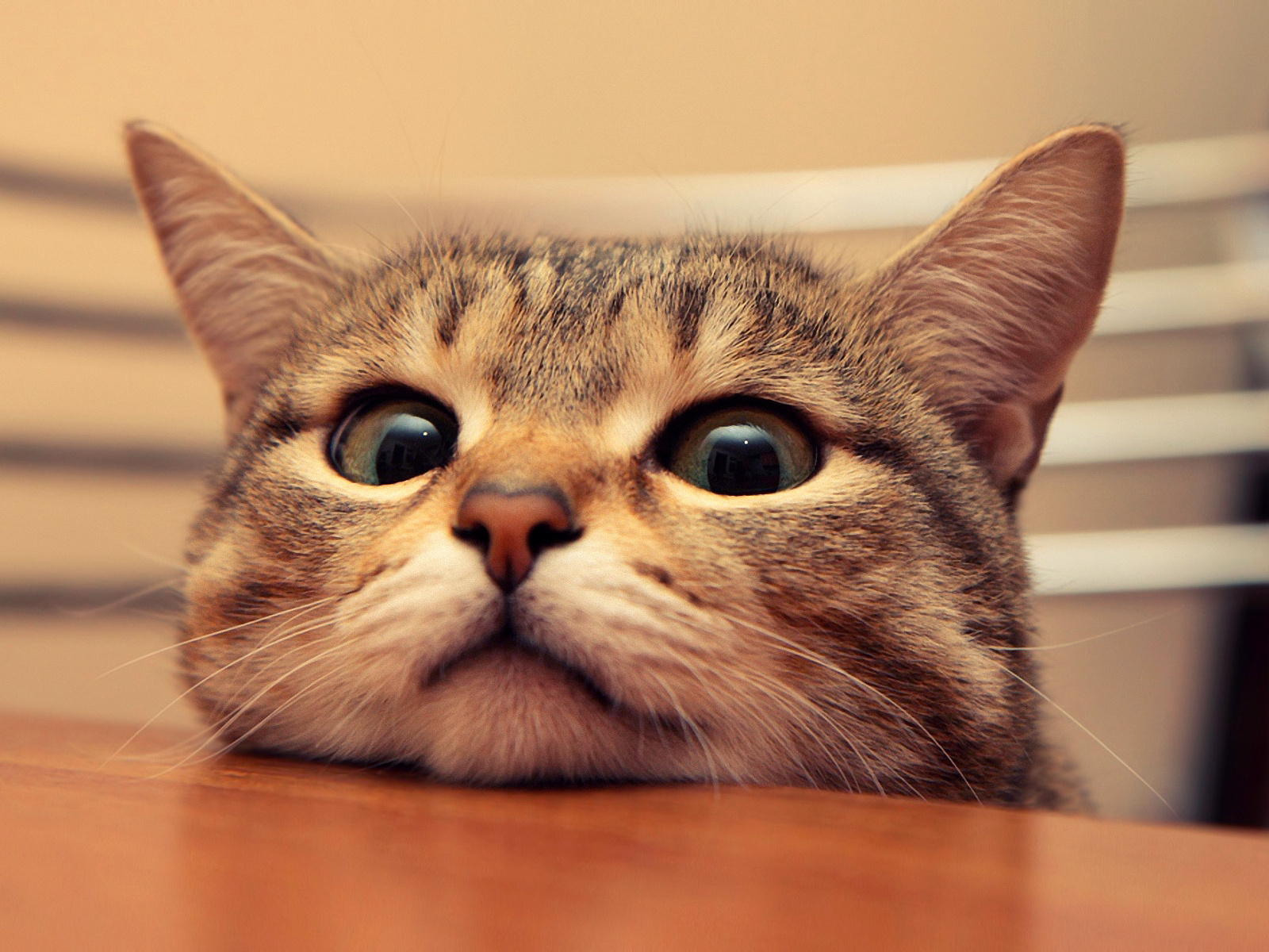 Fondo de pantalla gato mirando