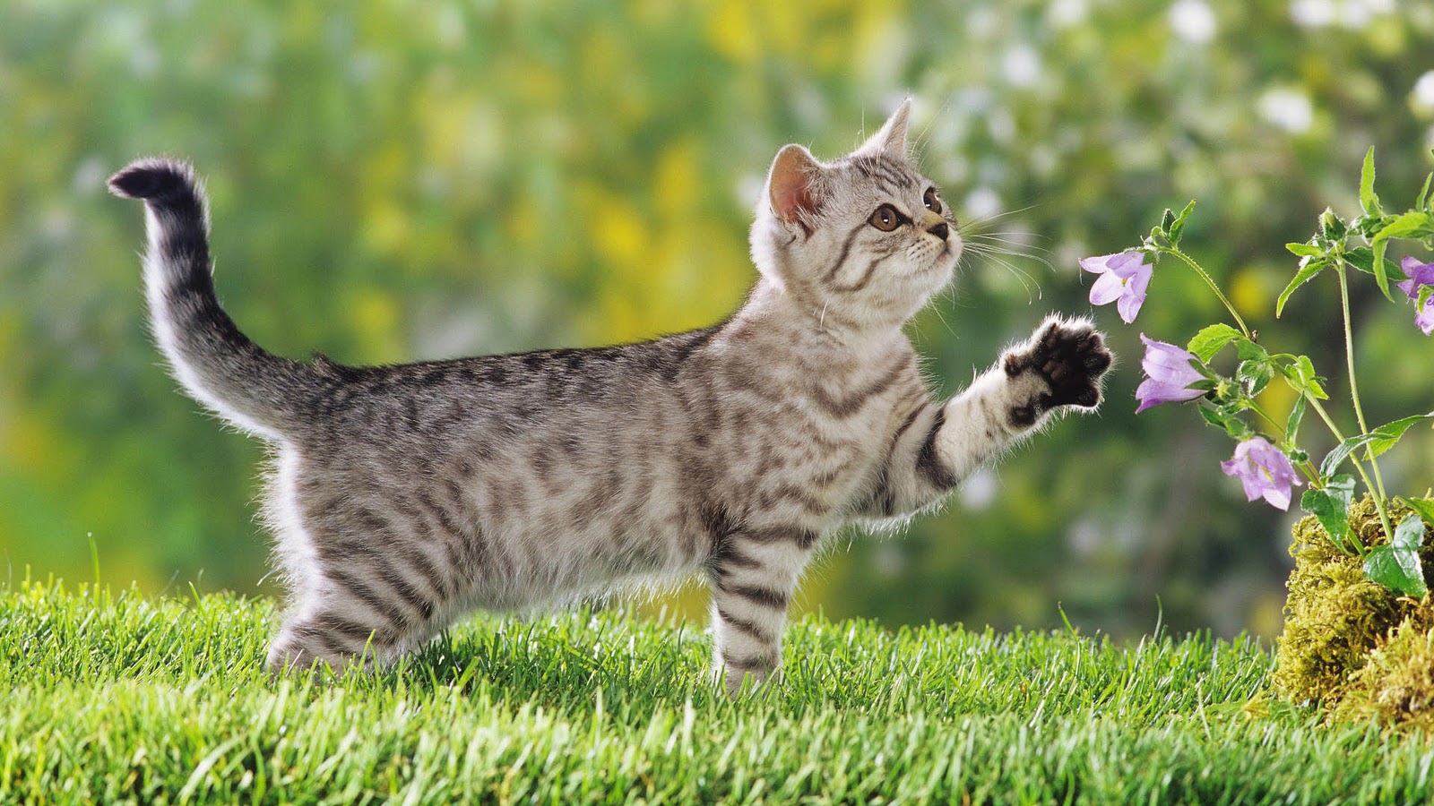 Fondo de pantalla gato ocioso