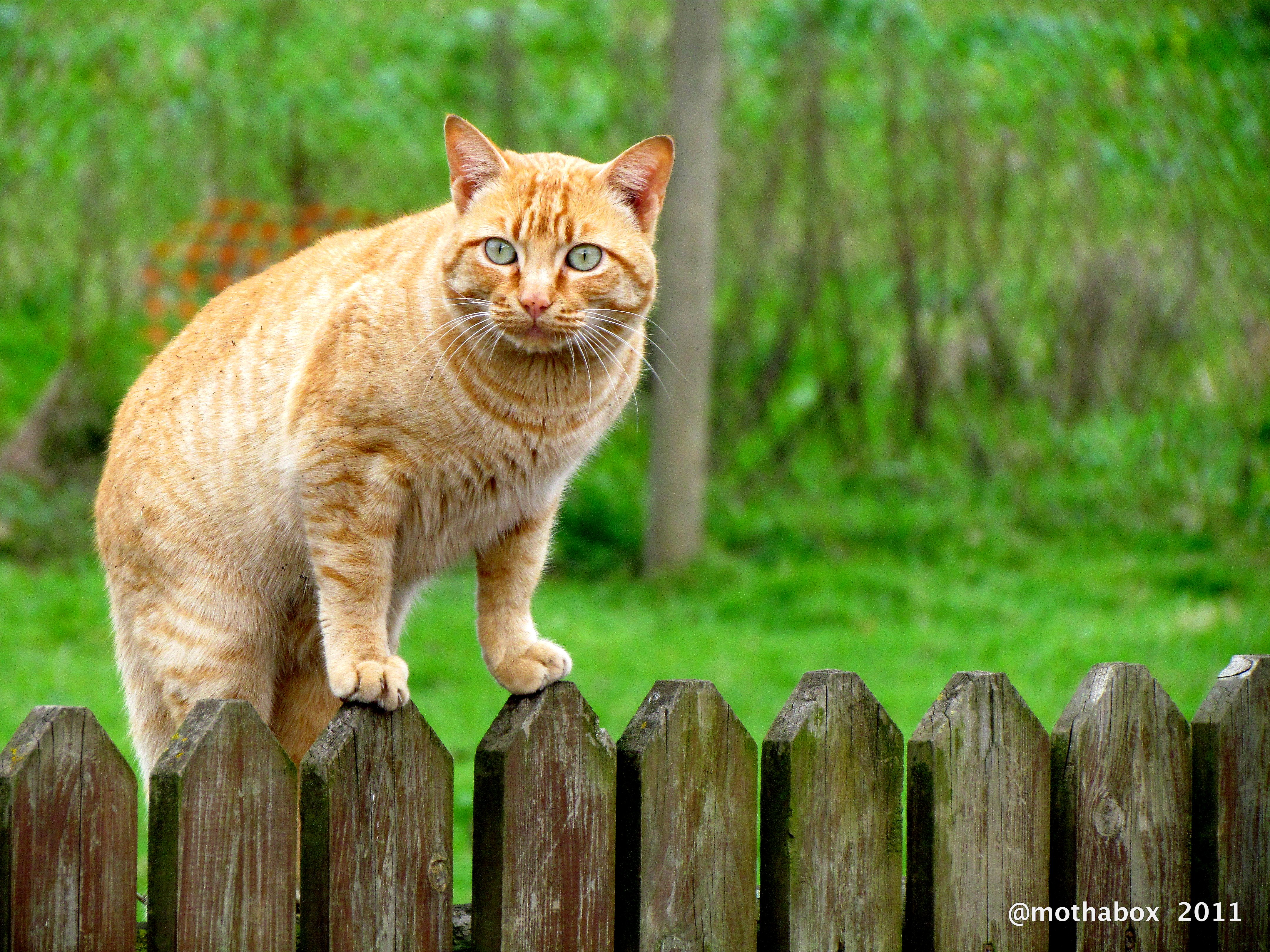 Gato vigilante en cerca de madera, fondo 4K HD verde