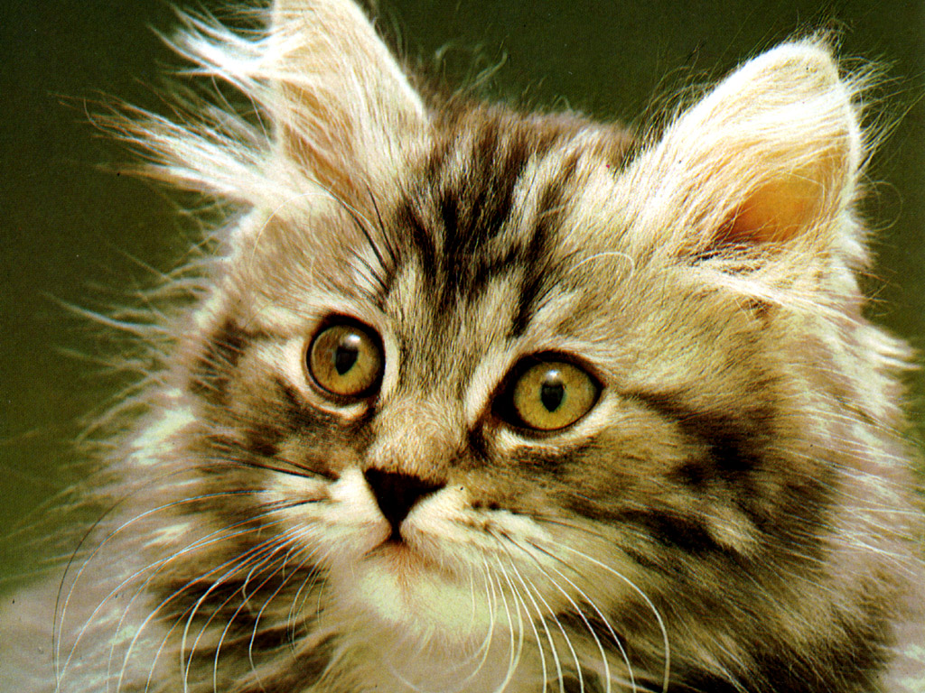 Gatito esponjoso en alta calidad para fondo de pantalla