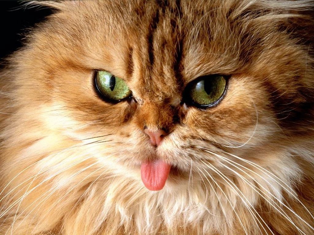 Gato gracioso sacando la lengua - Wallpaper 4K HD