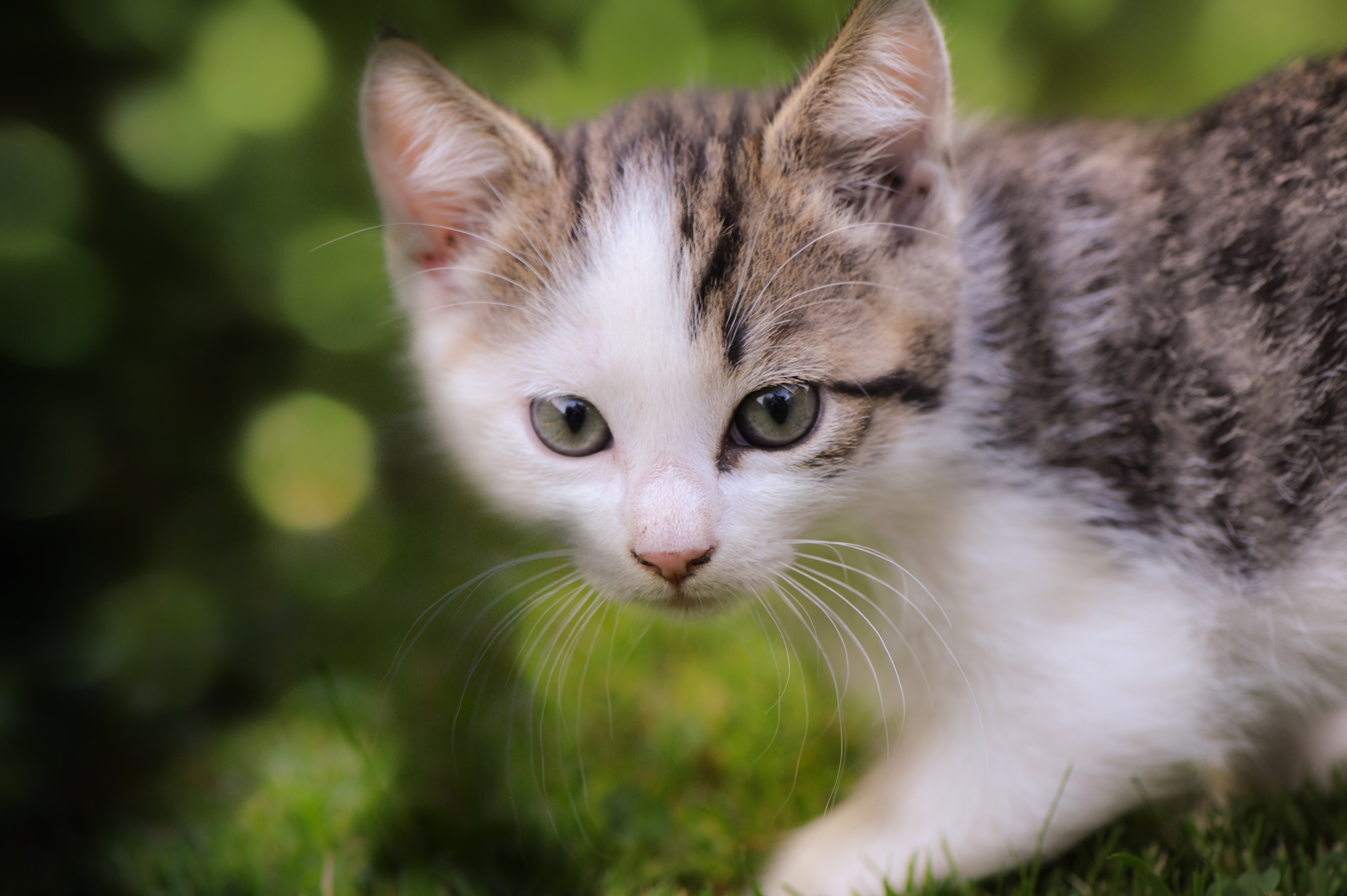 Gatito adorable en el jardín: fondo 4K alta calidad