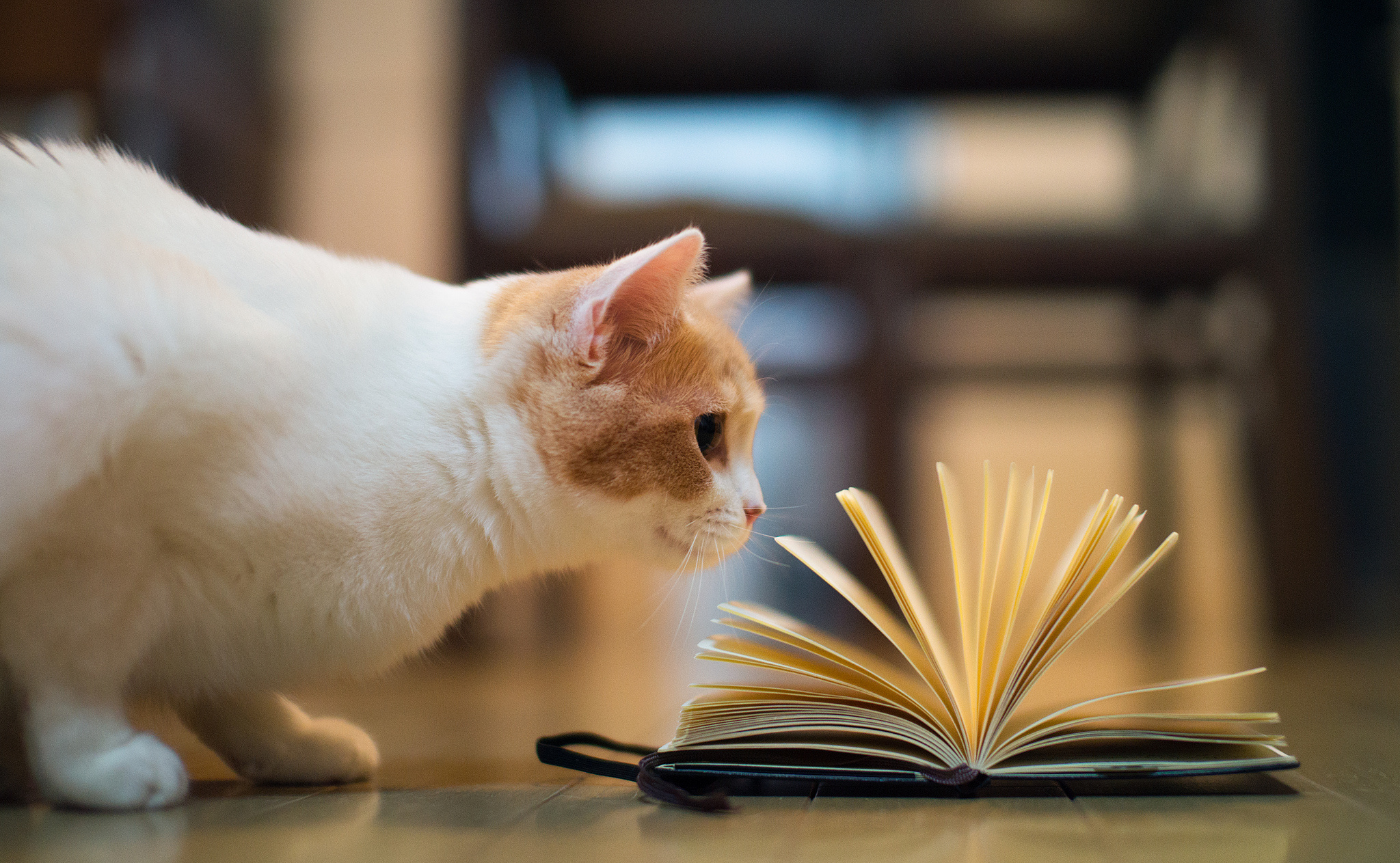 Fondo de pantalla gato viendo libro