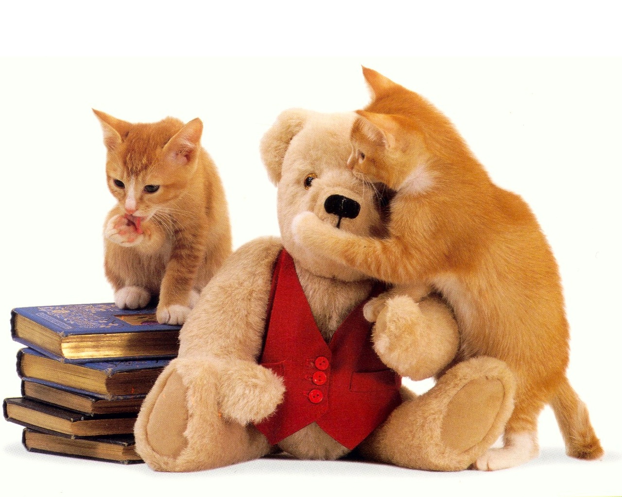 Adorables gatitos y oso de peluche - Fondo 4K calidad