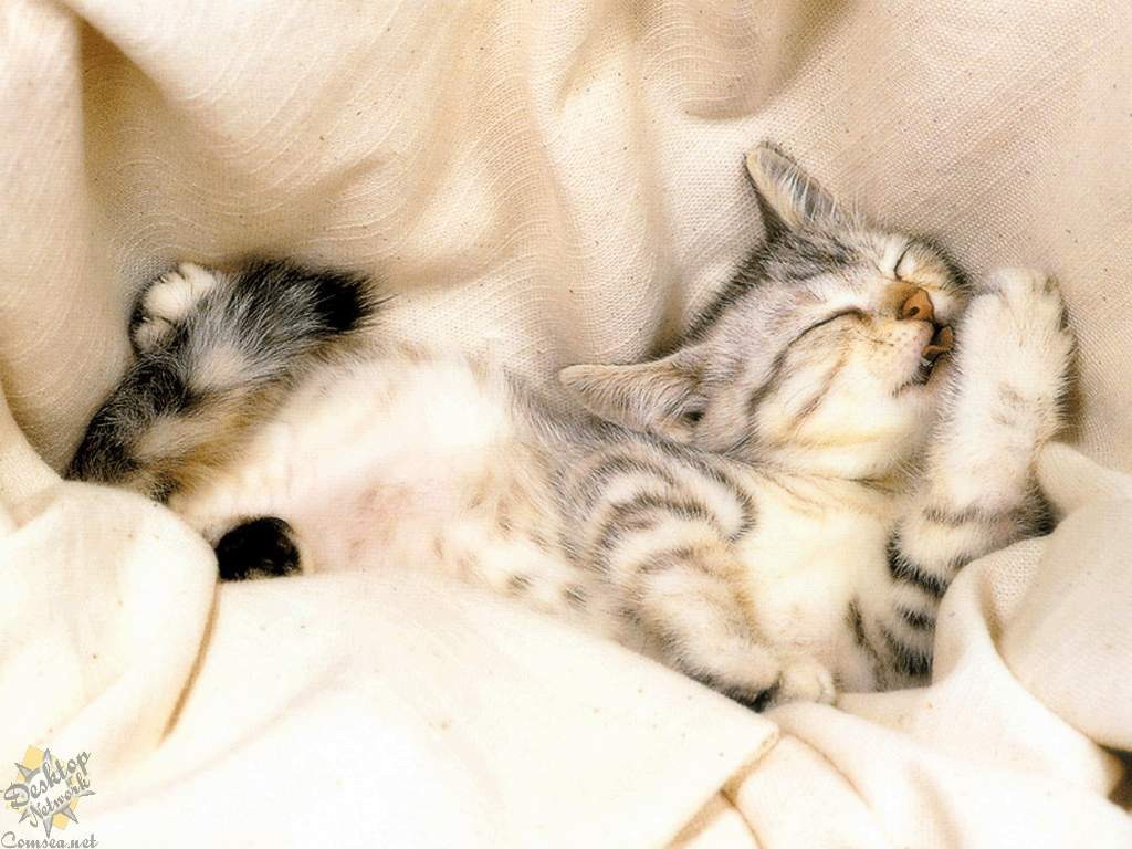Fondo de pantalla gatos durmiendo