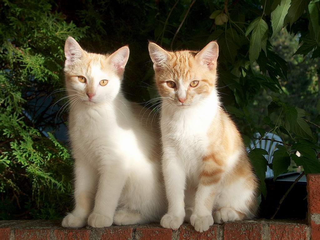 Fondo de pantalla gatos mirando