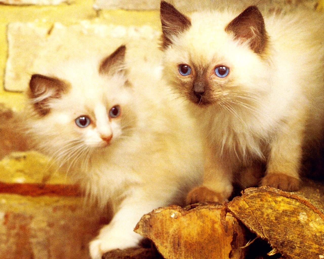 Fondo de pantalla gatos persa