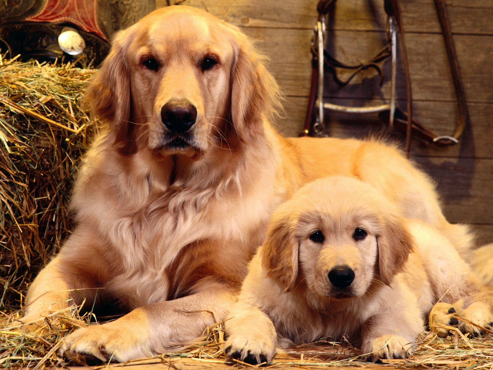 Fondo de pantalla golden retriever