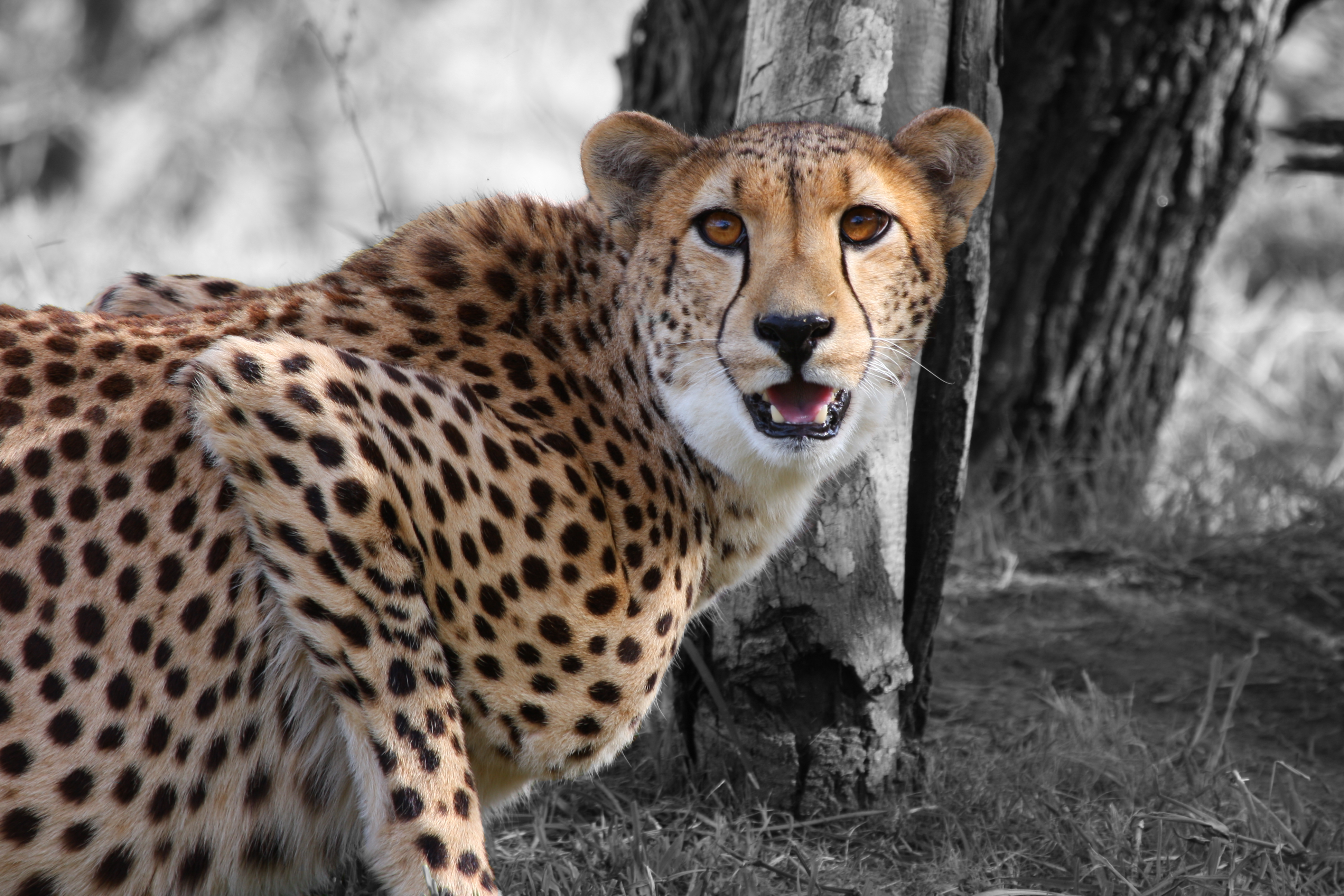 Leopardo en la naturaleza: Fondo de pantalla 4K HD