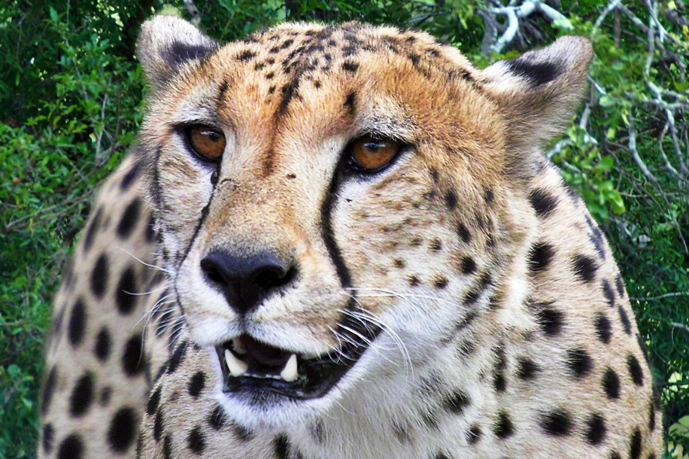 Fondo de pantalla guepardo hermoso