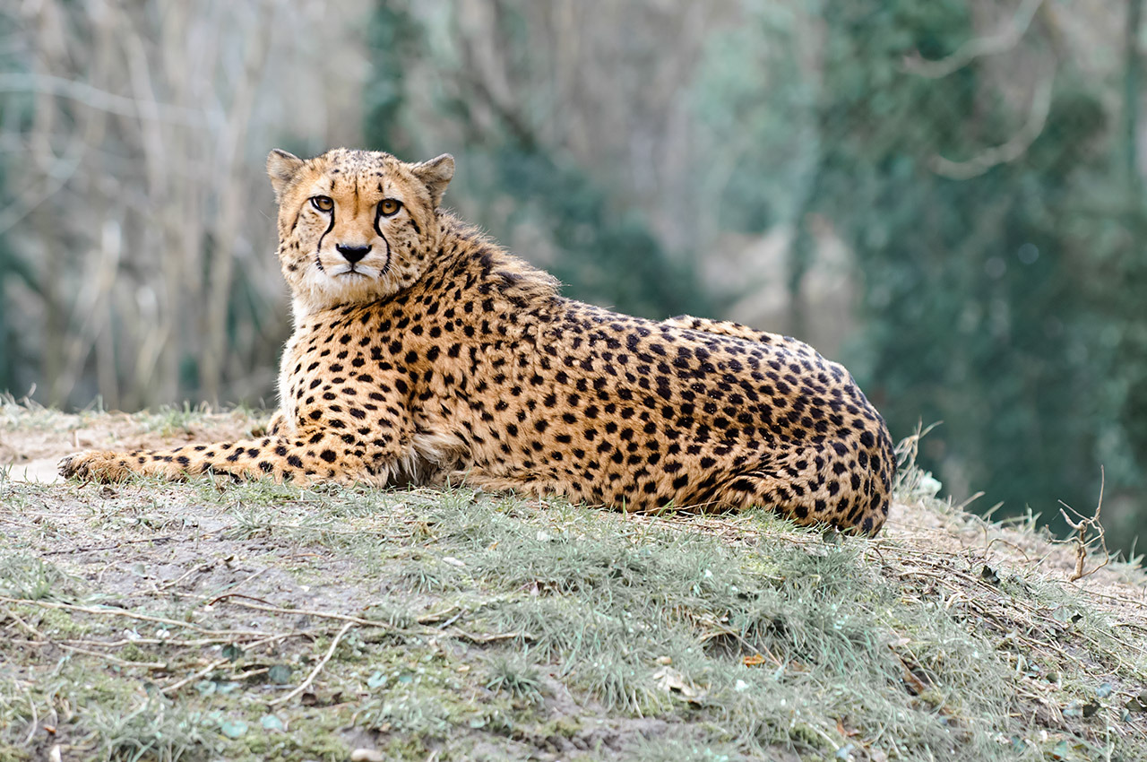 fondo de pantalla guepardo mirando