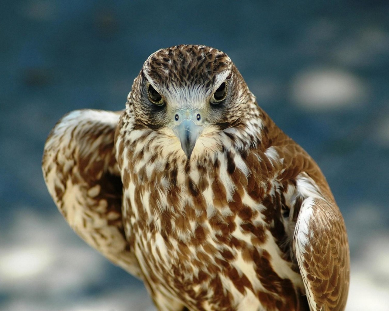 Fondo de pantalla halcon mirando