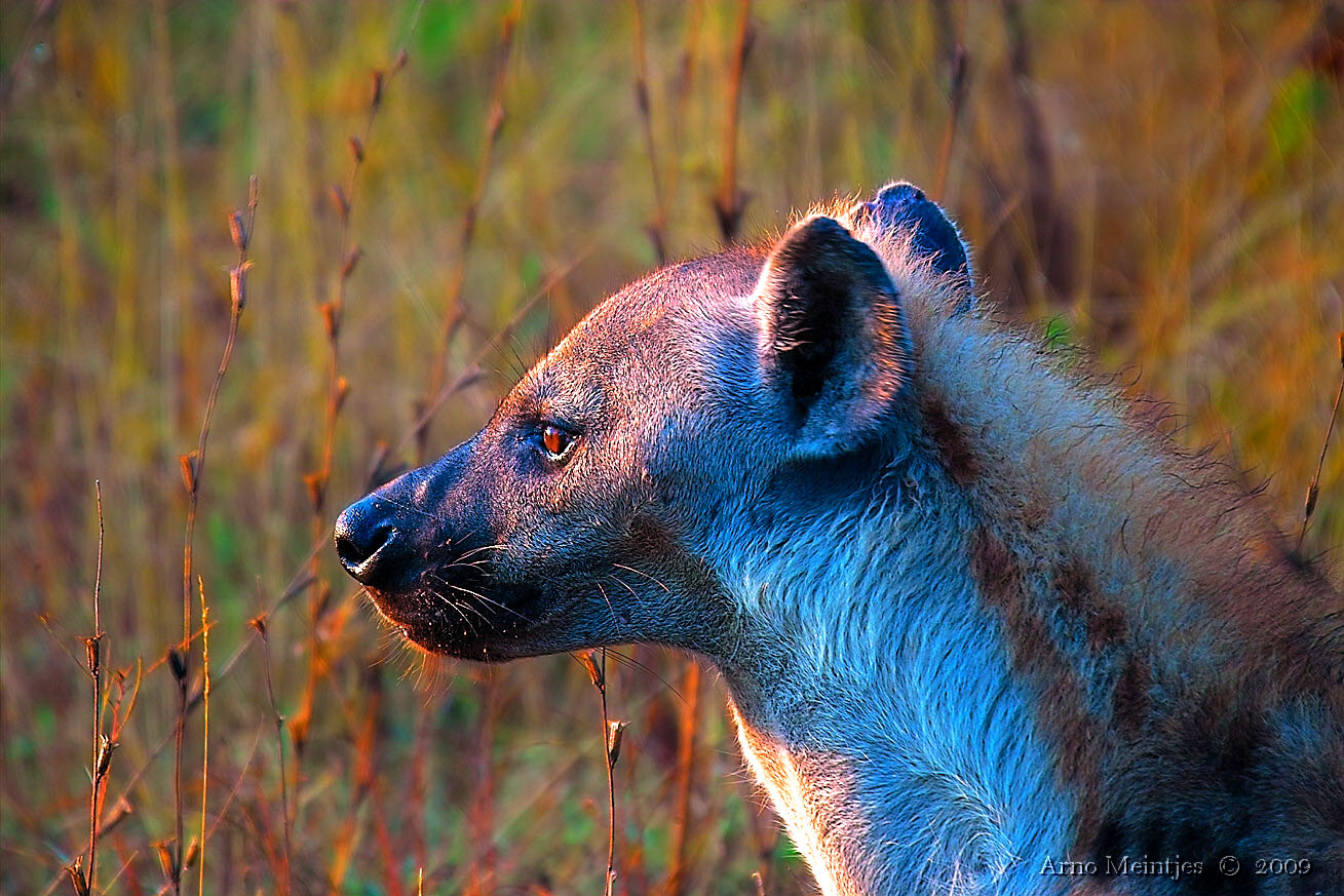 Hiena en la sabana: Wallpaper 4K de alta calidad