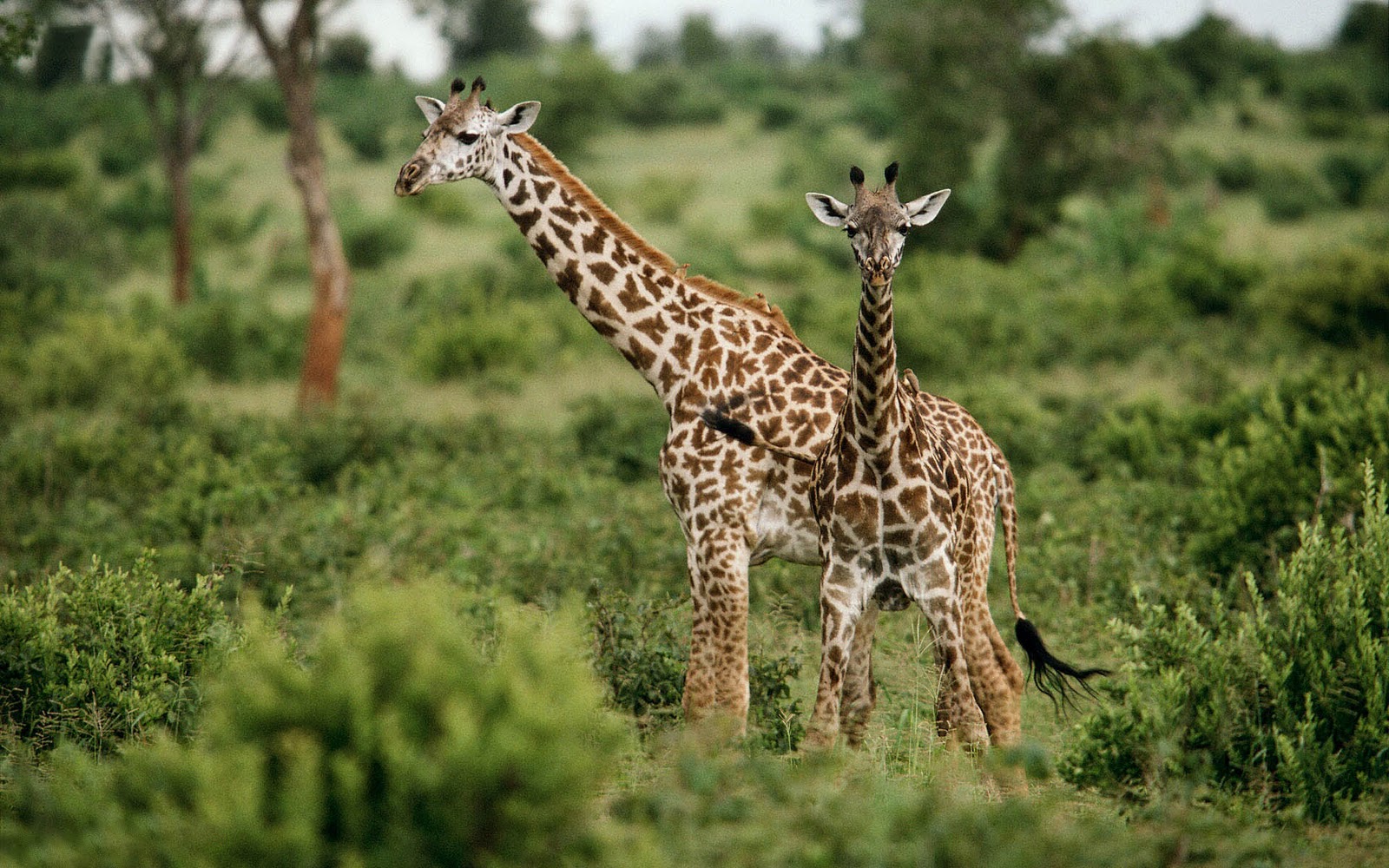 Fondo de pantalla jirafas paseando
