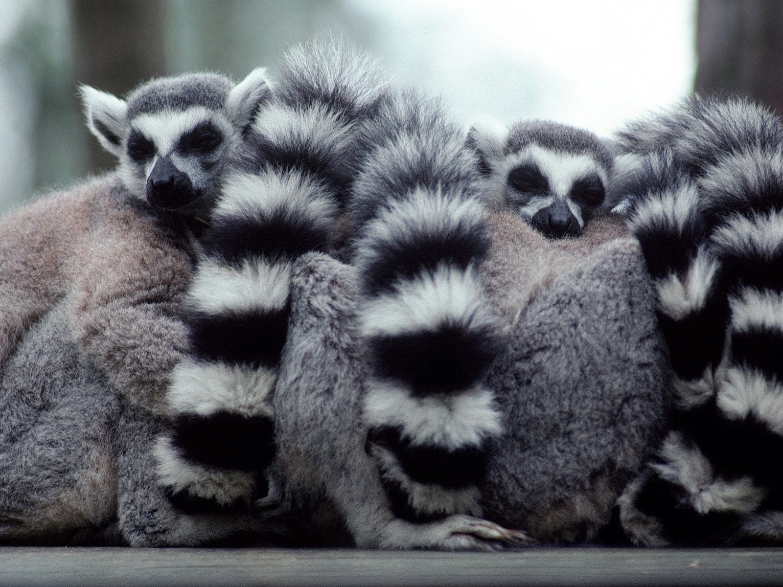 Fondo de pantalla lemurs