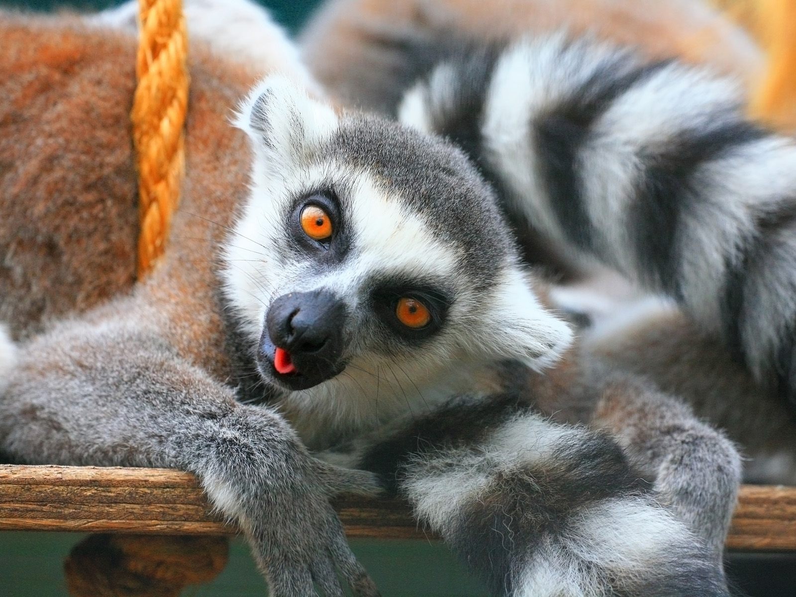 Fondo de pantalla lemurs jugando