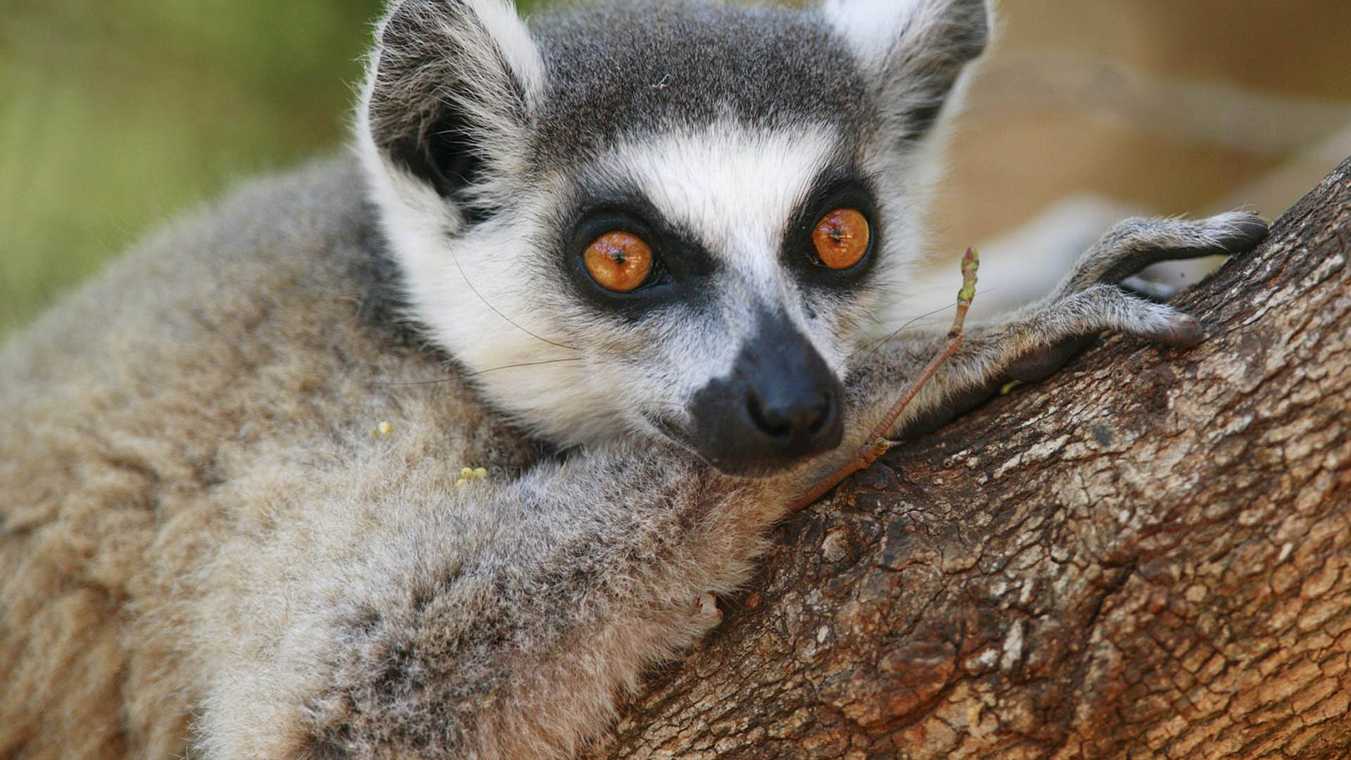 Fondo de pantalla lemurs mirando